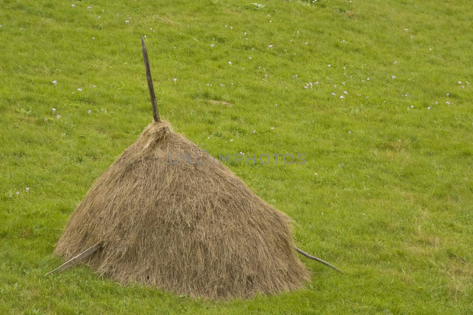 Hay rick in a green grass field.