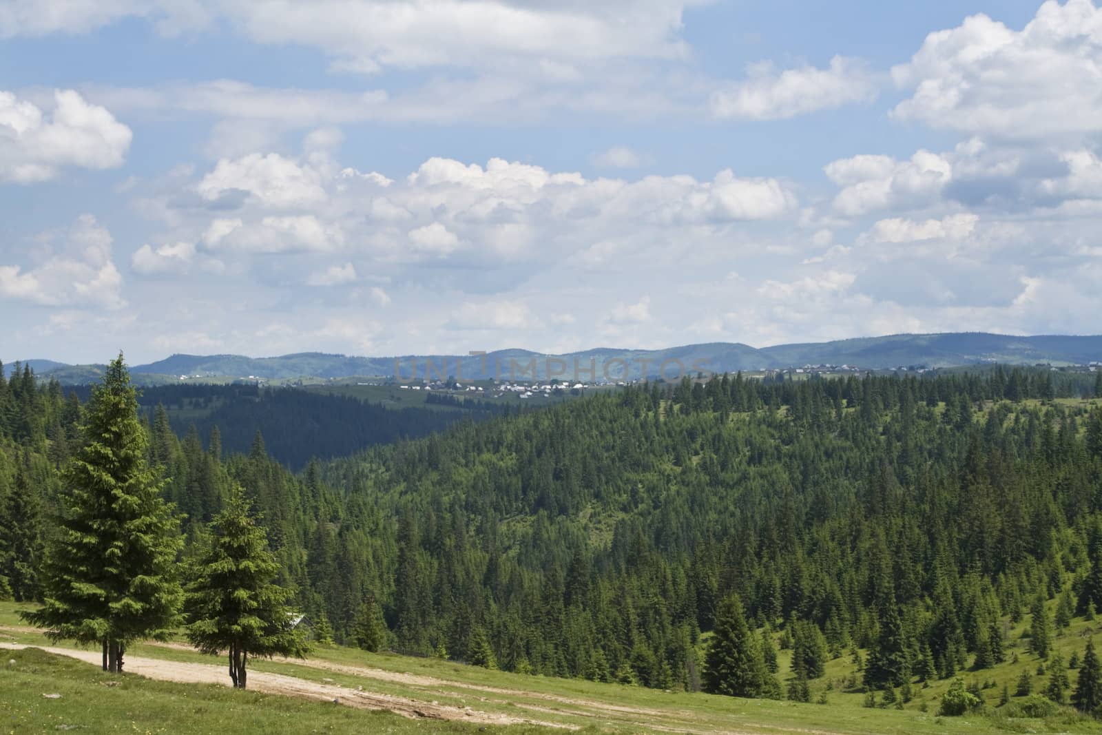 Forest lanscapes specific for Apuseni Mountains,Romania.