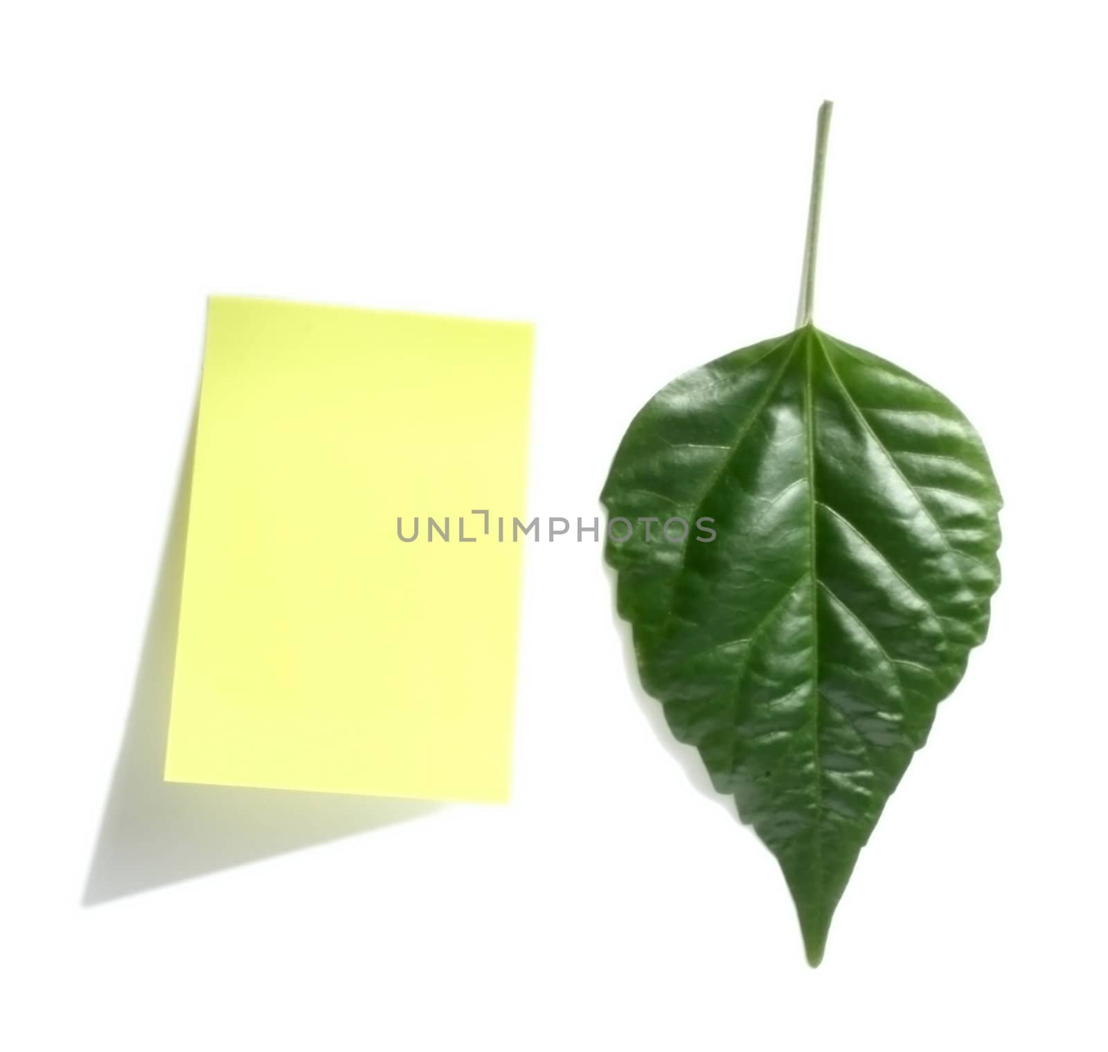 Paper for notes and a sheet of a tree on a white background.