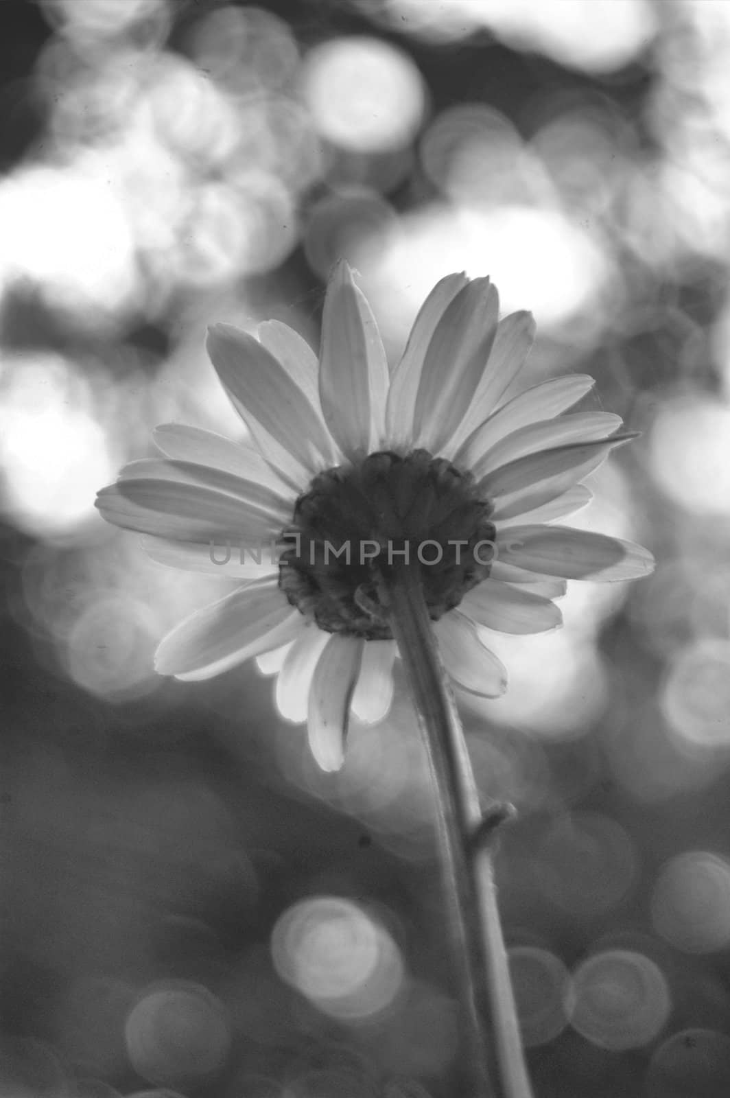 Abstrct daisy in black and white, shot from behind