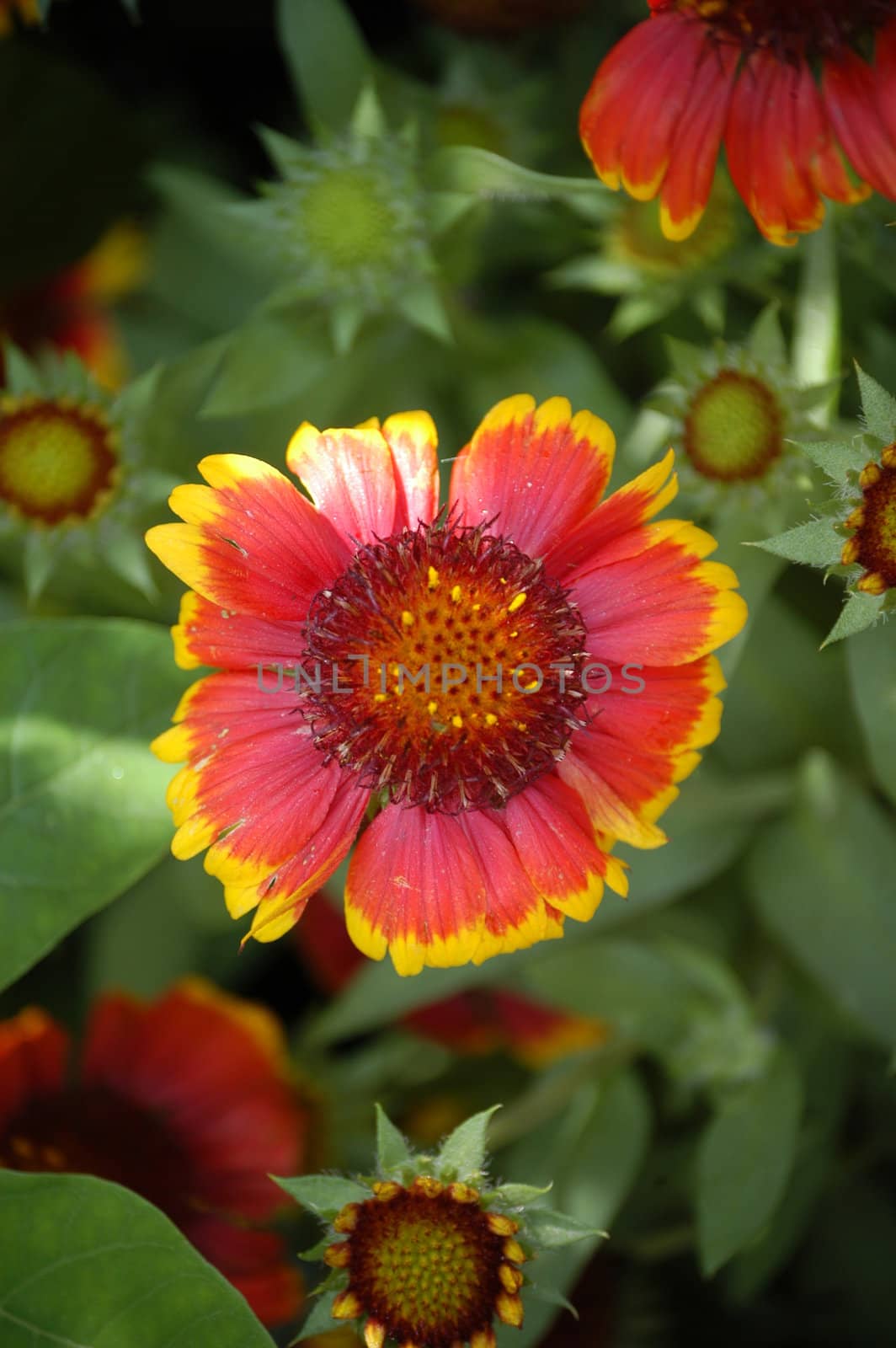 A purple and red flower in a garden