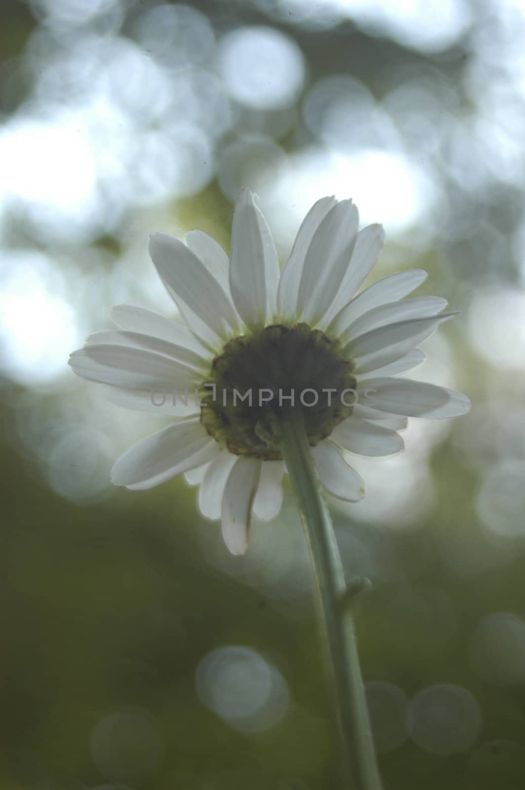 Up view of a daisy by northwoodsphoto