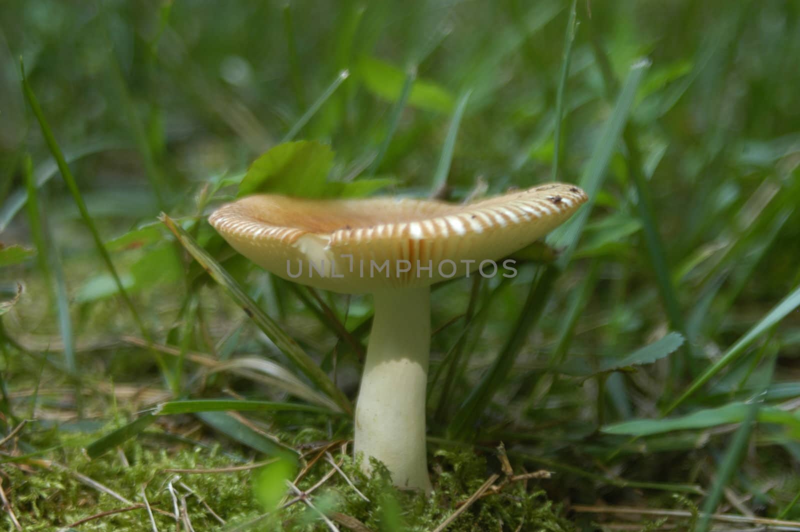 A closeup of a mushroom in the summer