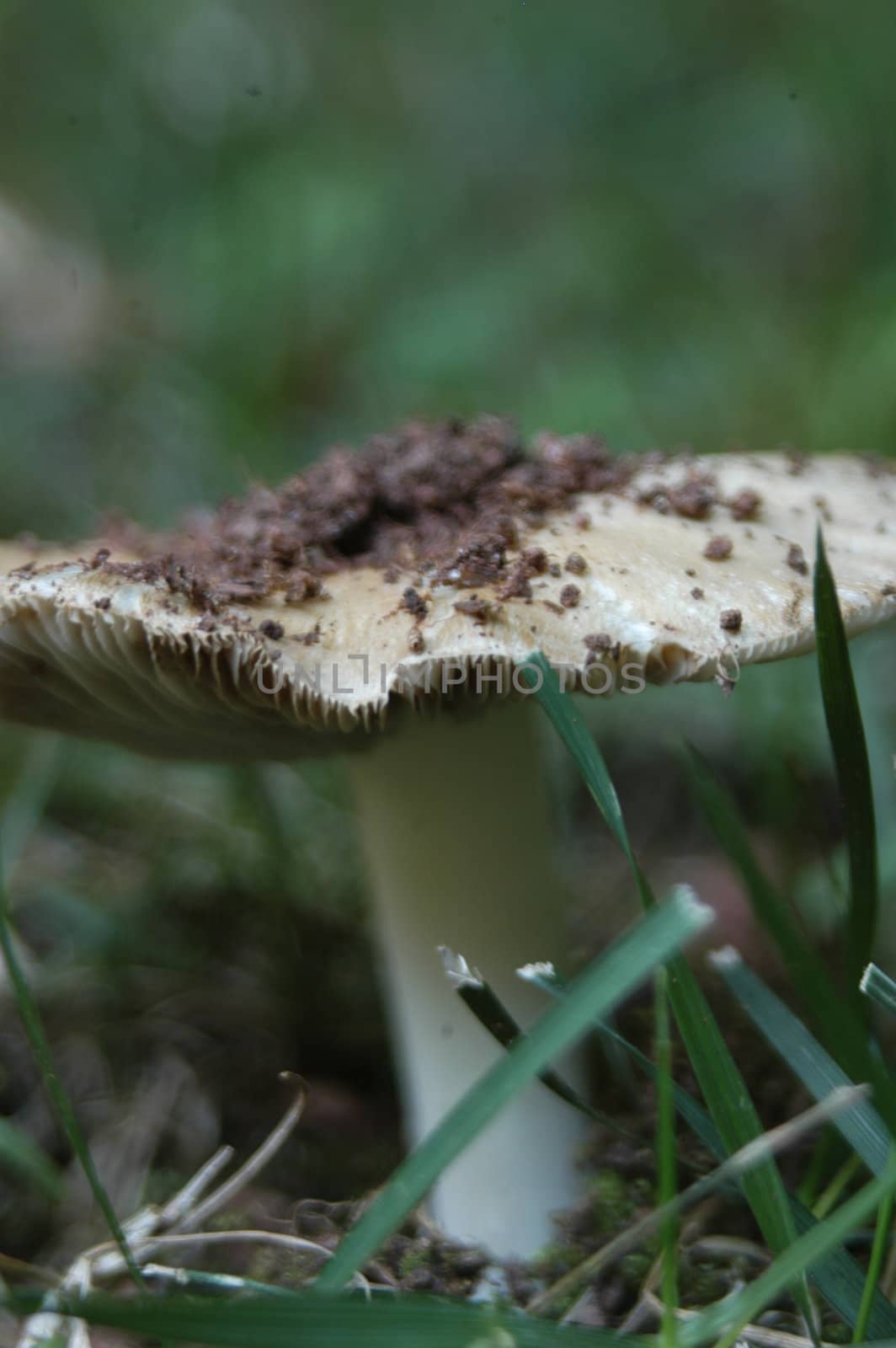 Mushroom by northwoodsphoto