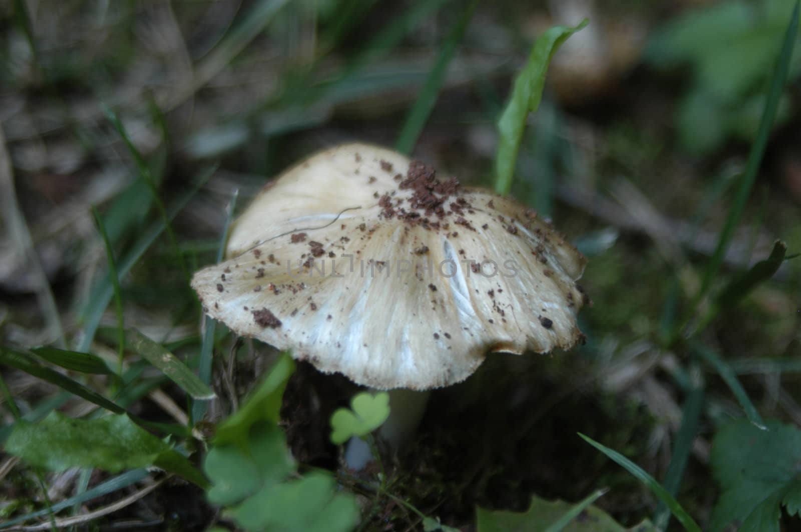 A closeup of a mushroom in the yard