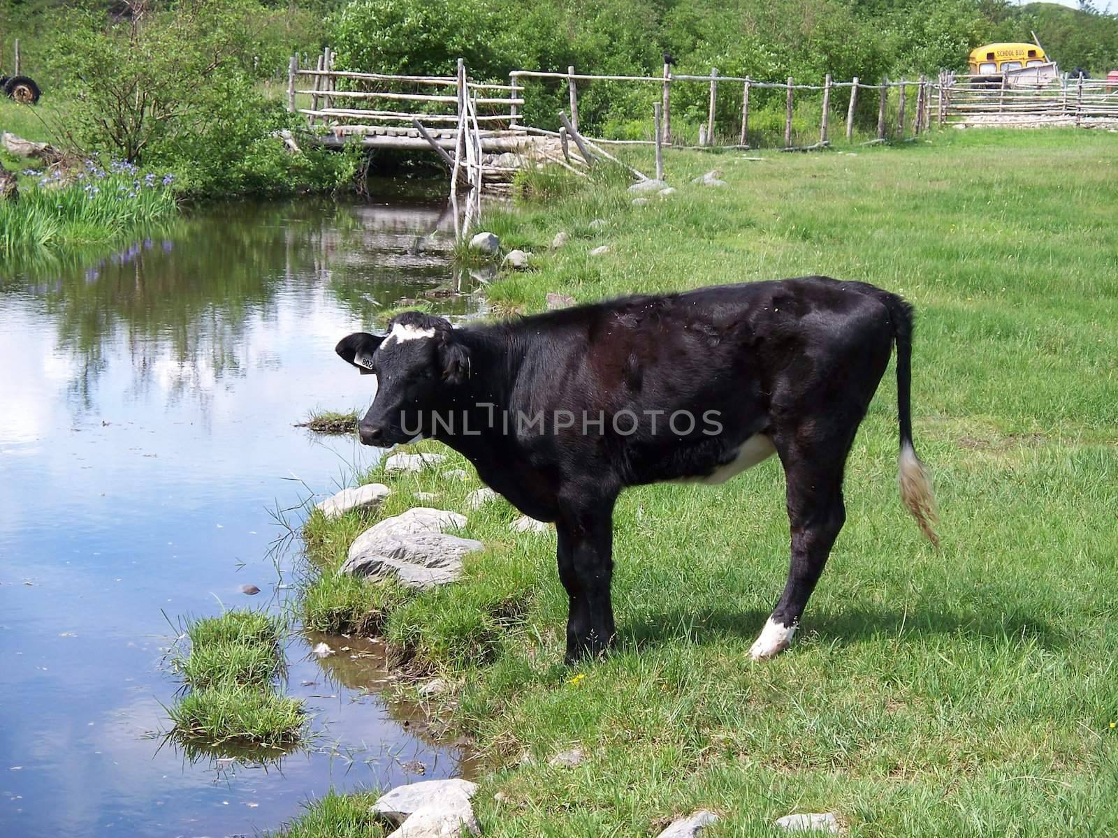 Cow drinking at stream by hicster