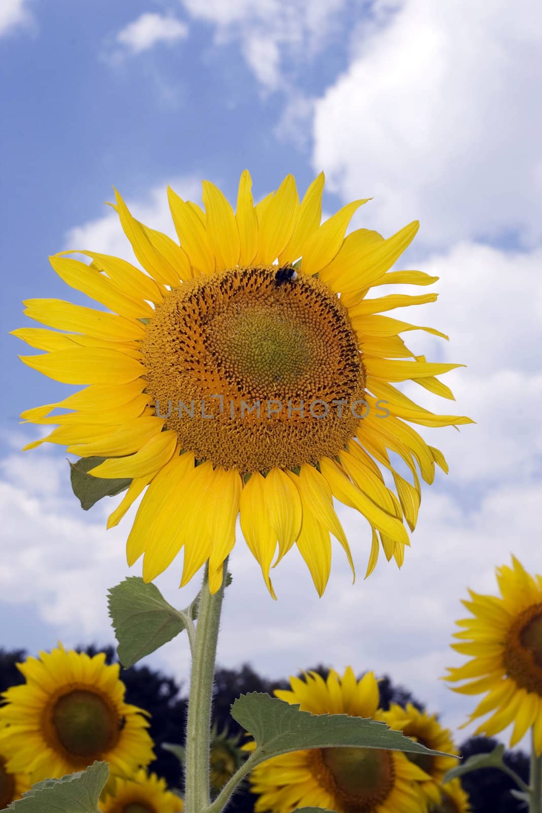 amazing sunflower and blue sky background