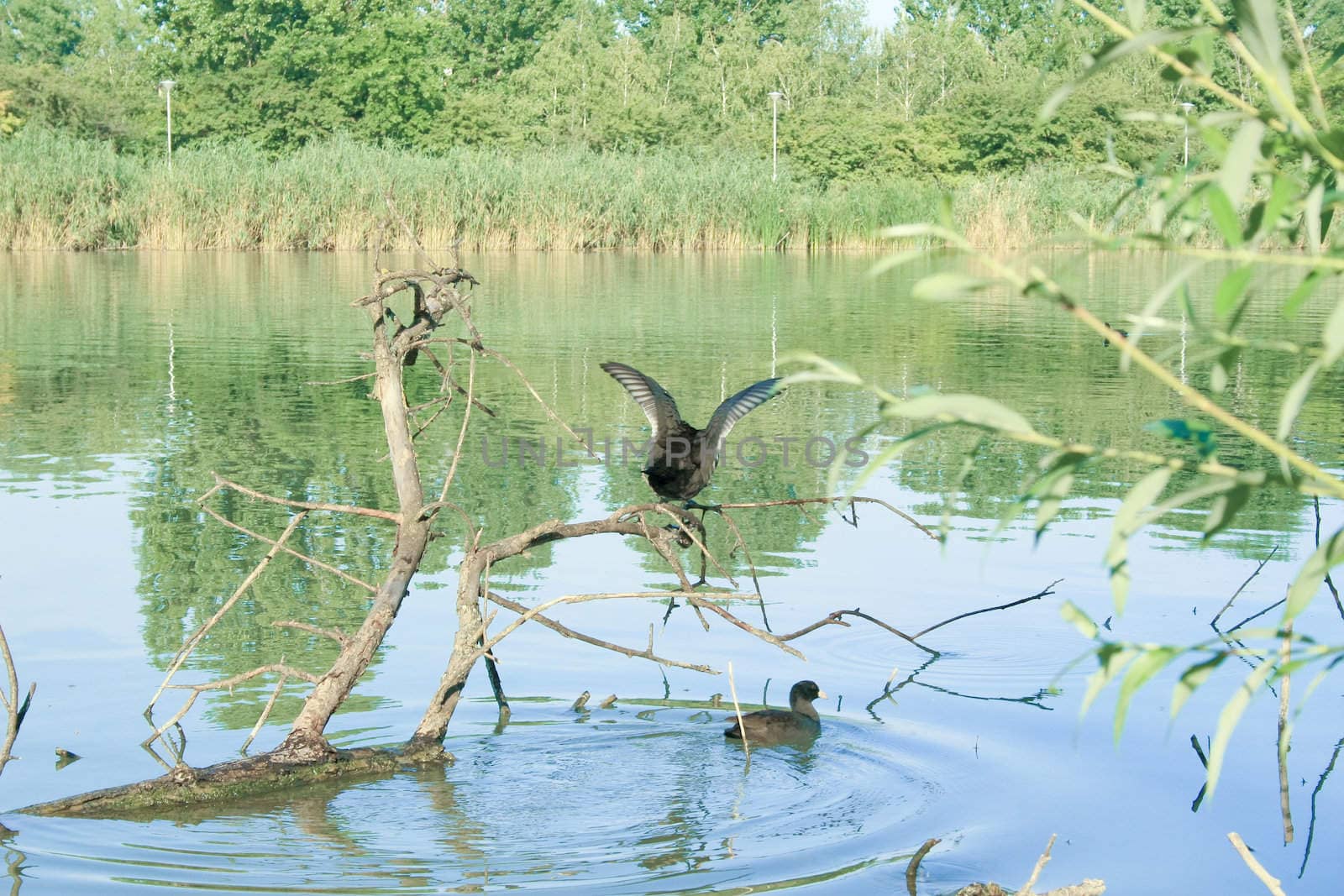 A black bird on a branch.