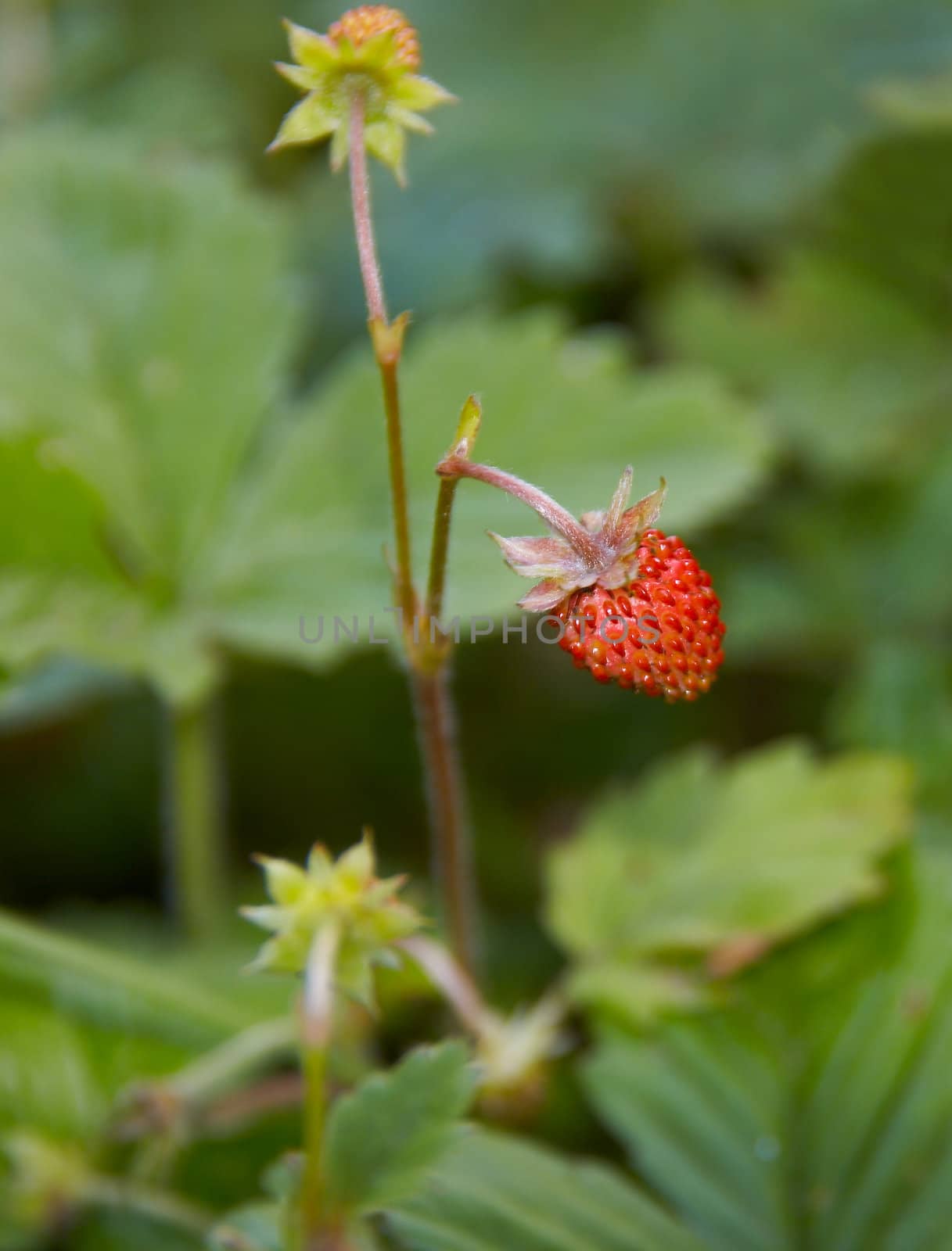 Strawberry by Dominator