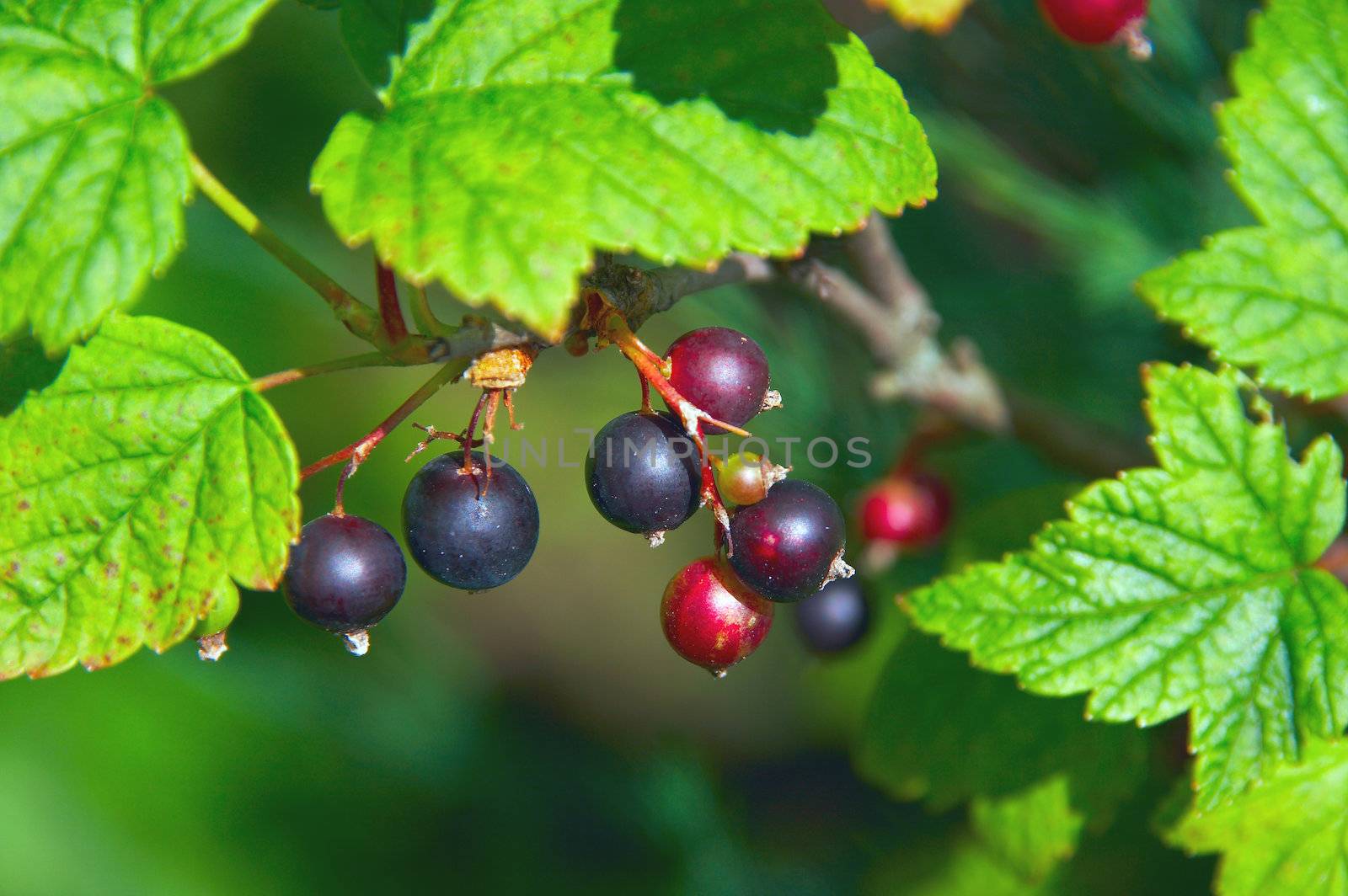 Black currant by Dominator