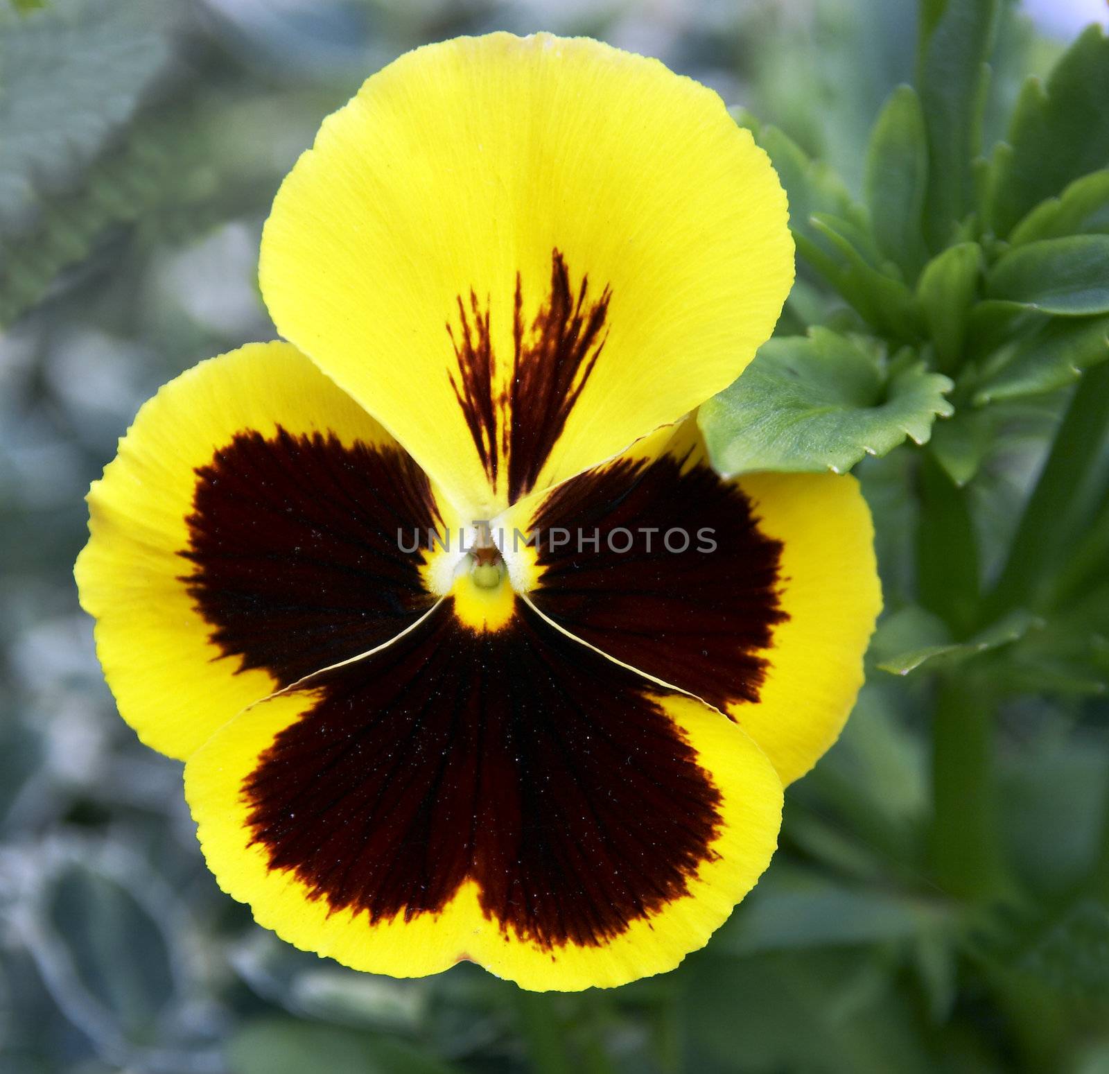 Pansies by Dominator