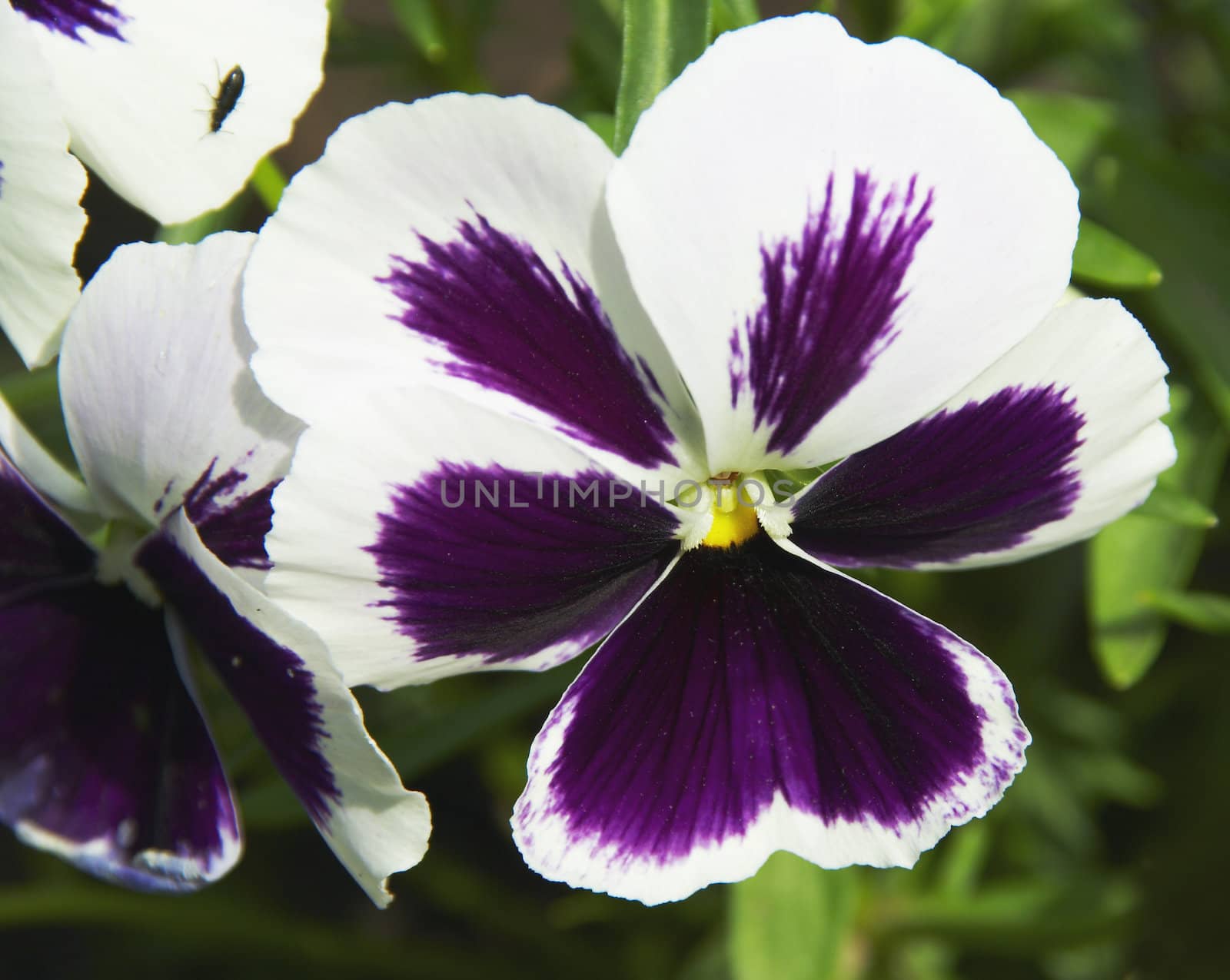 Pansies by Dominator