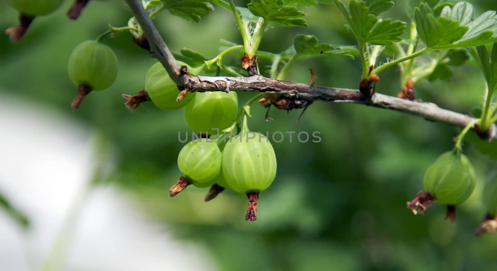 Gooseberry