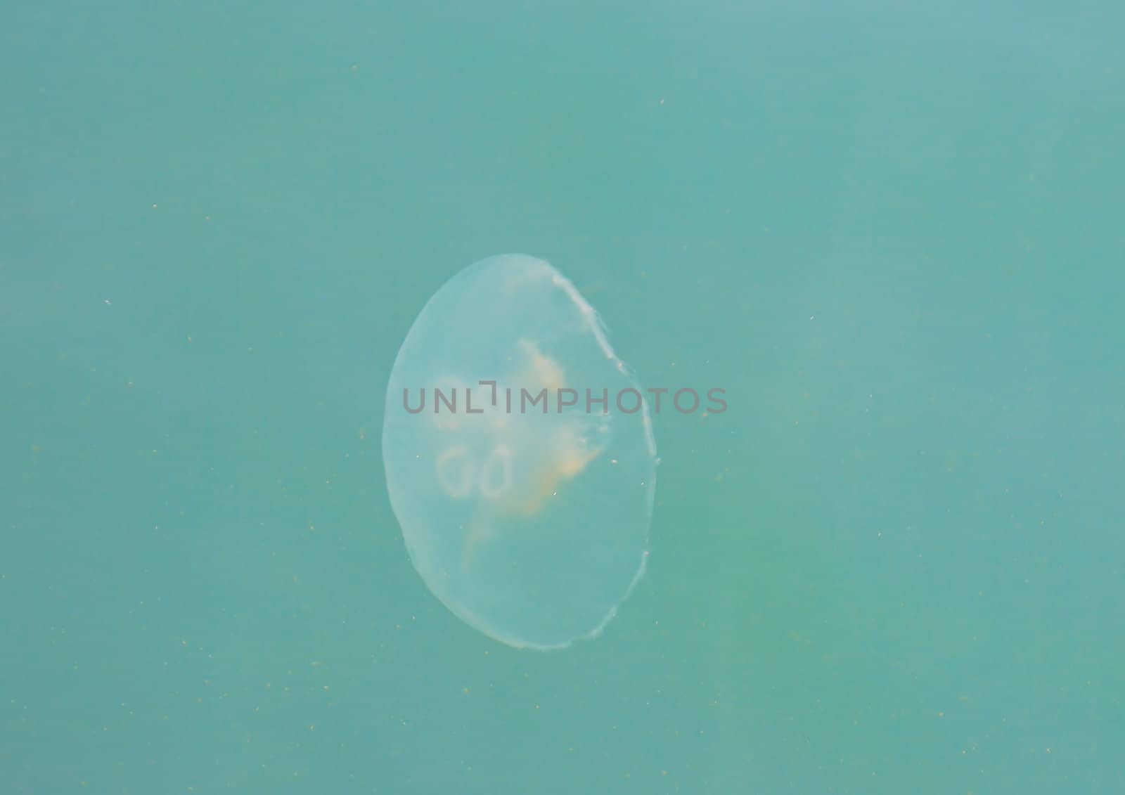 Jellyfish by Dominator