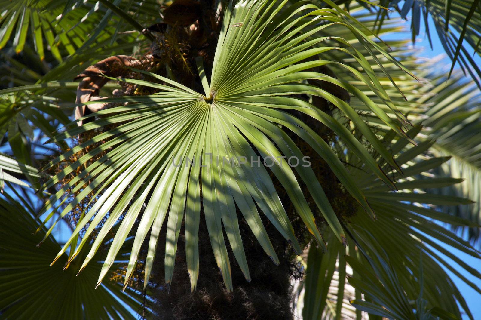 Palm tree by Dominator