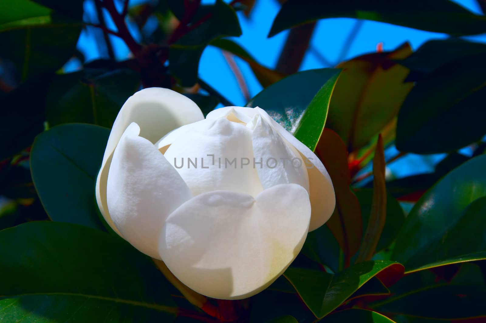 Magnolia by Dominator