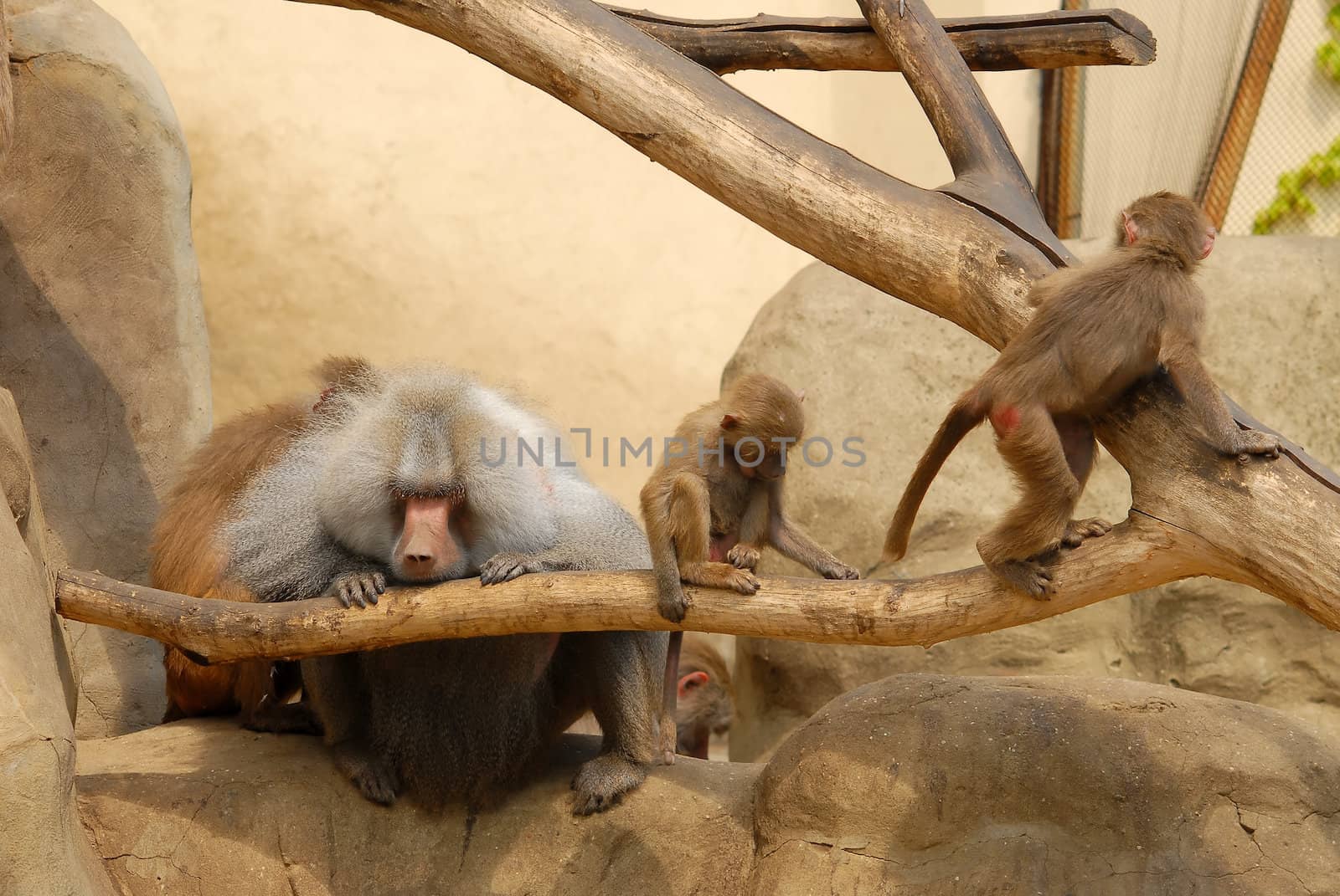 Baboon monkeys family in the Warsaw ZOO park.