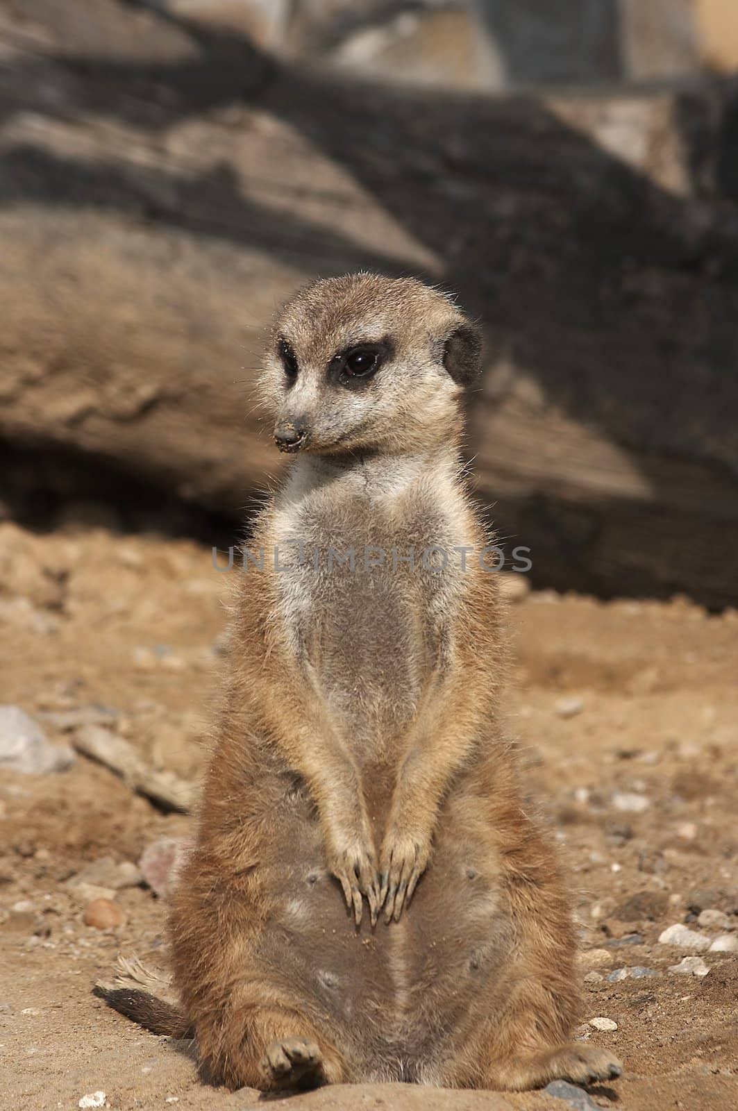 - Suricata suricatta