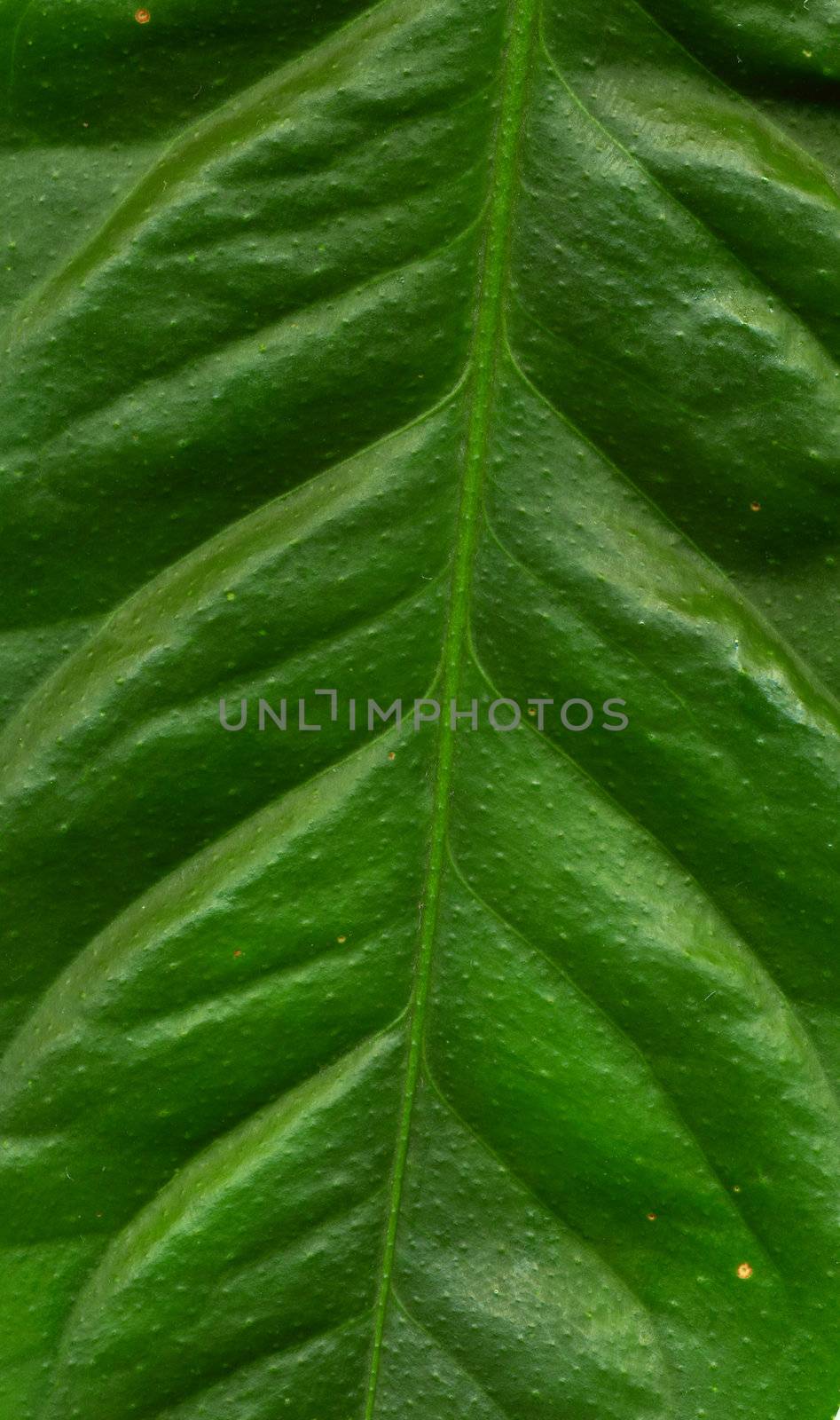 Structure leaf by Dominator