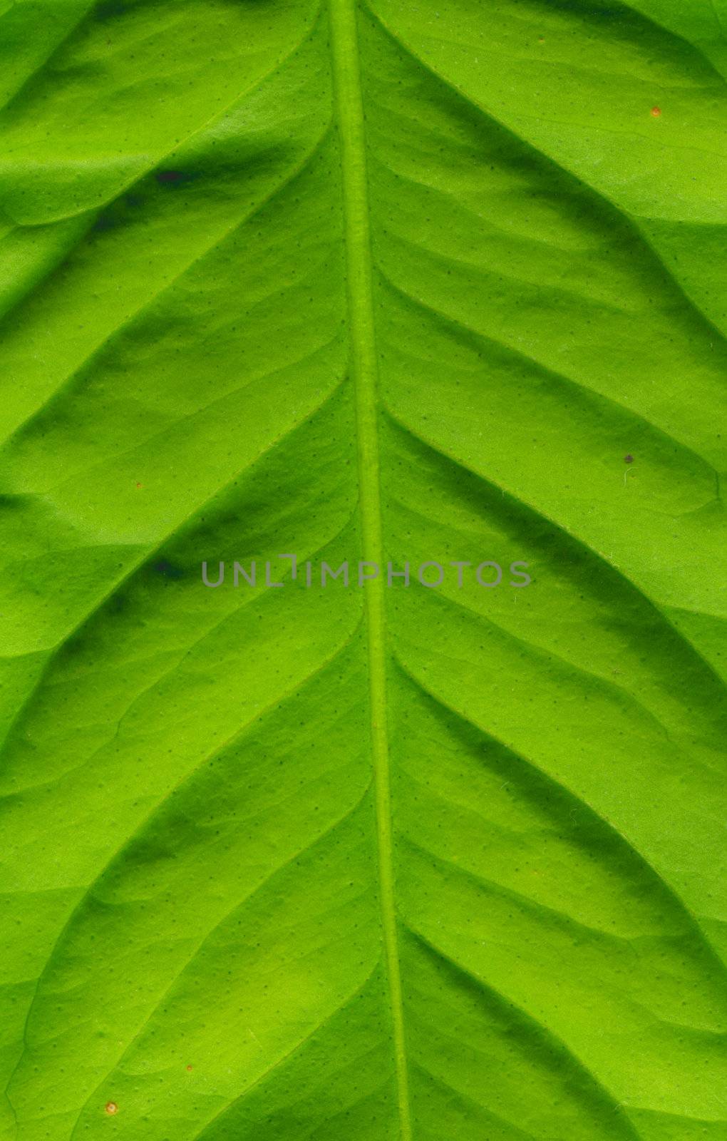Structure leaf by Dominator