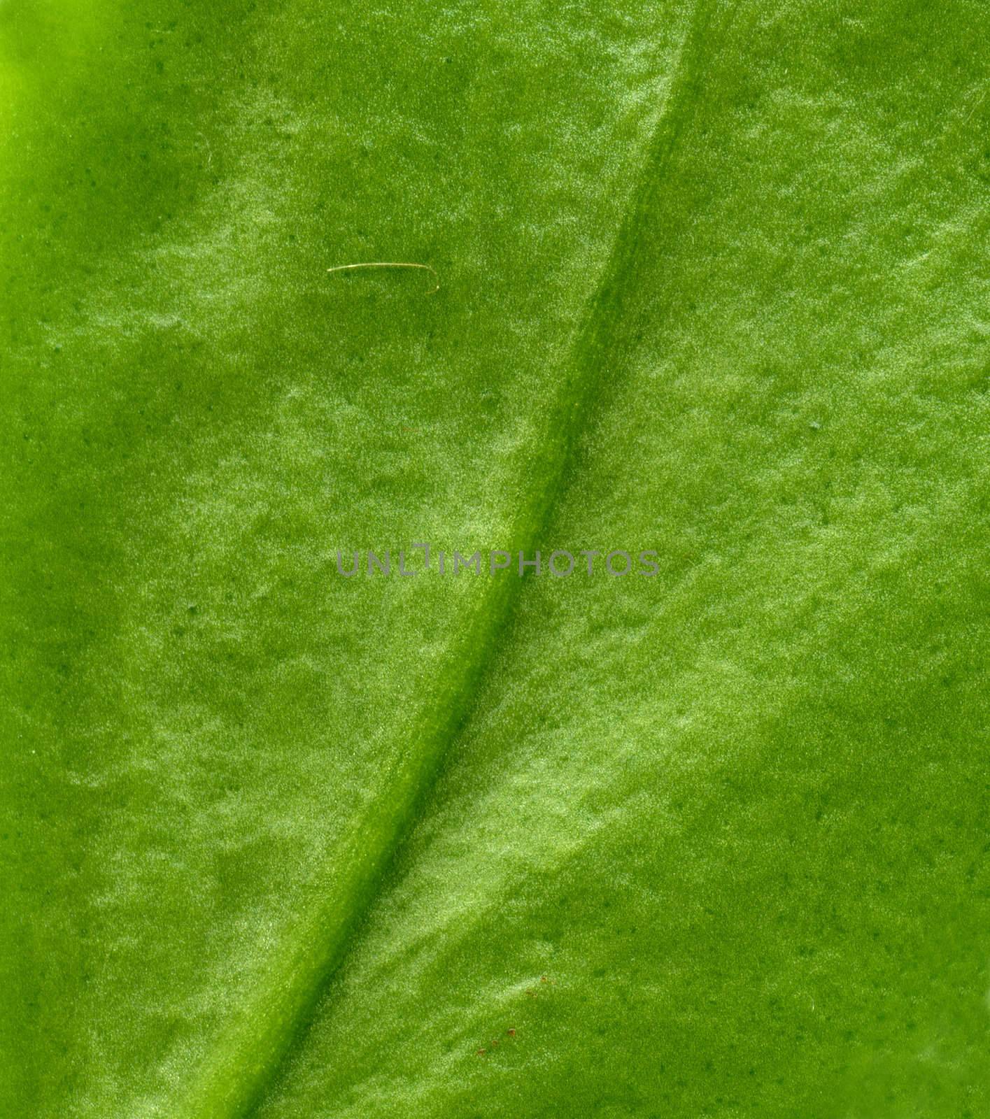 Structure leaf by Dominator