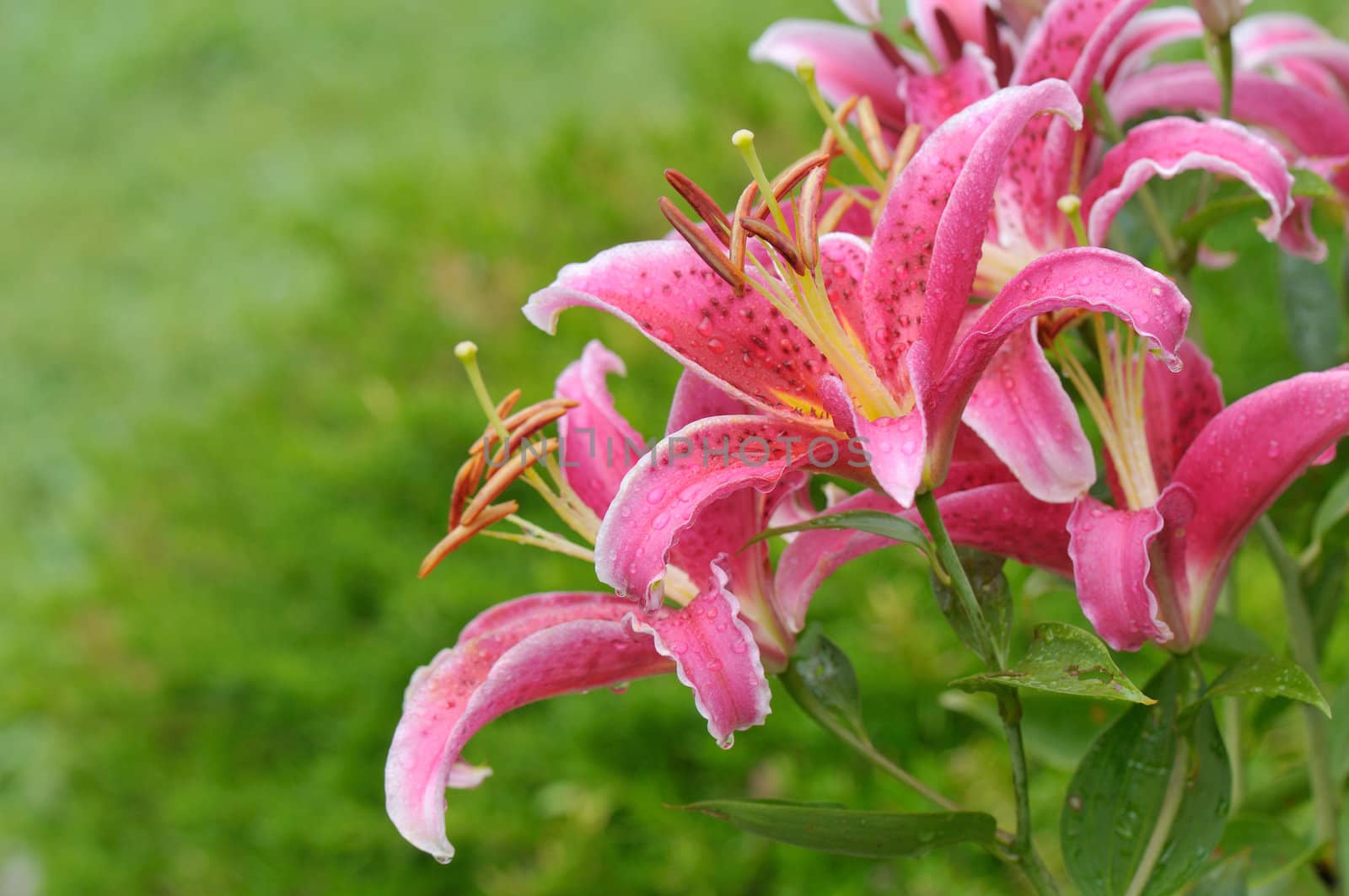 Stargazer lilies with rain drops in the garden