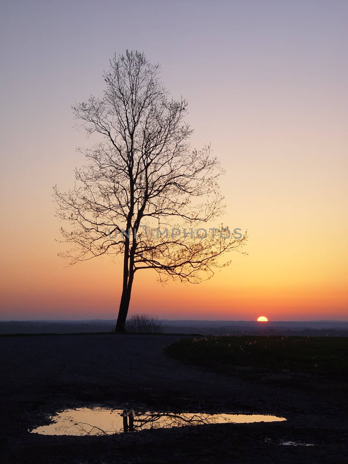 A lone tree stand high in Indiana’s hill country of Brown County State Park on a spring morning.