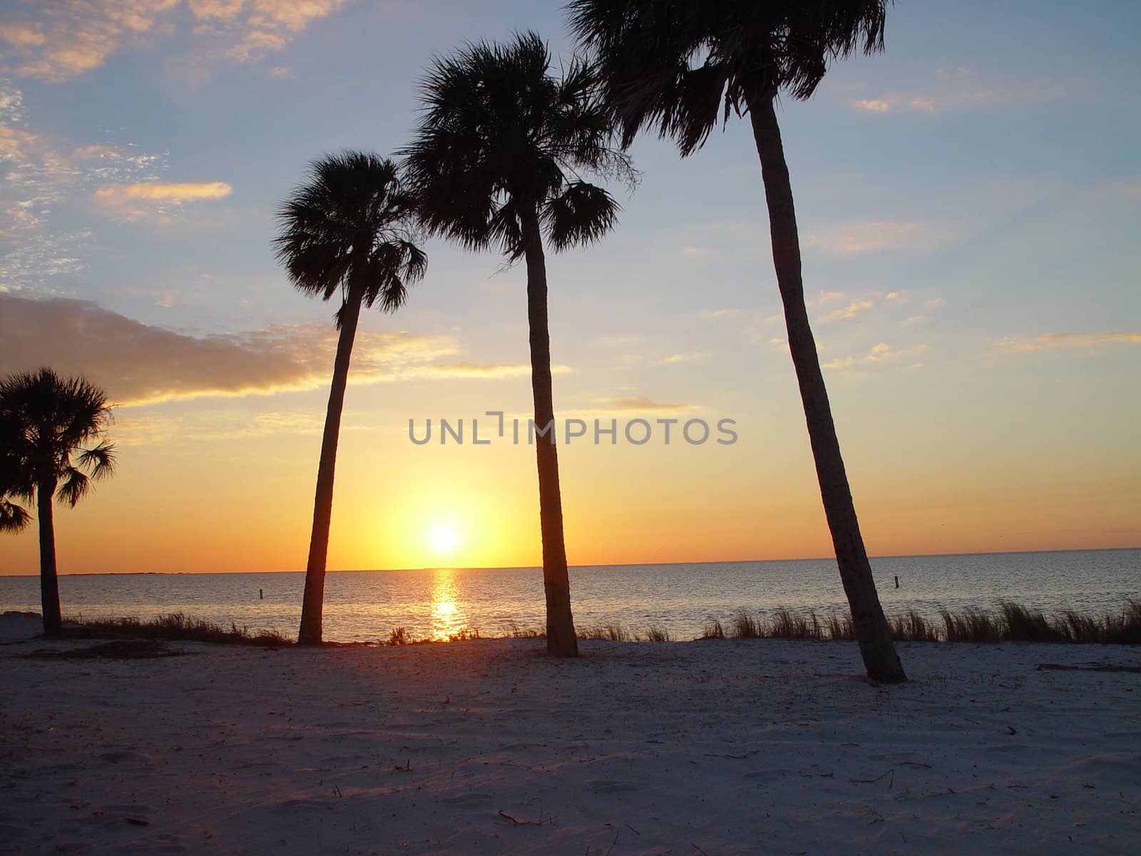 These Florida palm trees witness the last of the days light.