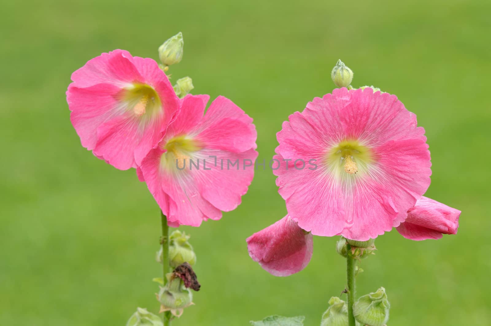 Pink Hollyhocks on grass background - Focus on right flower