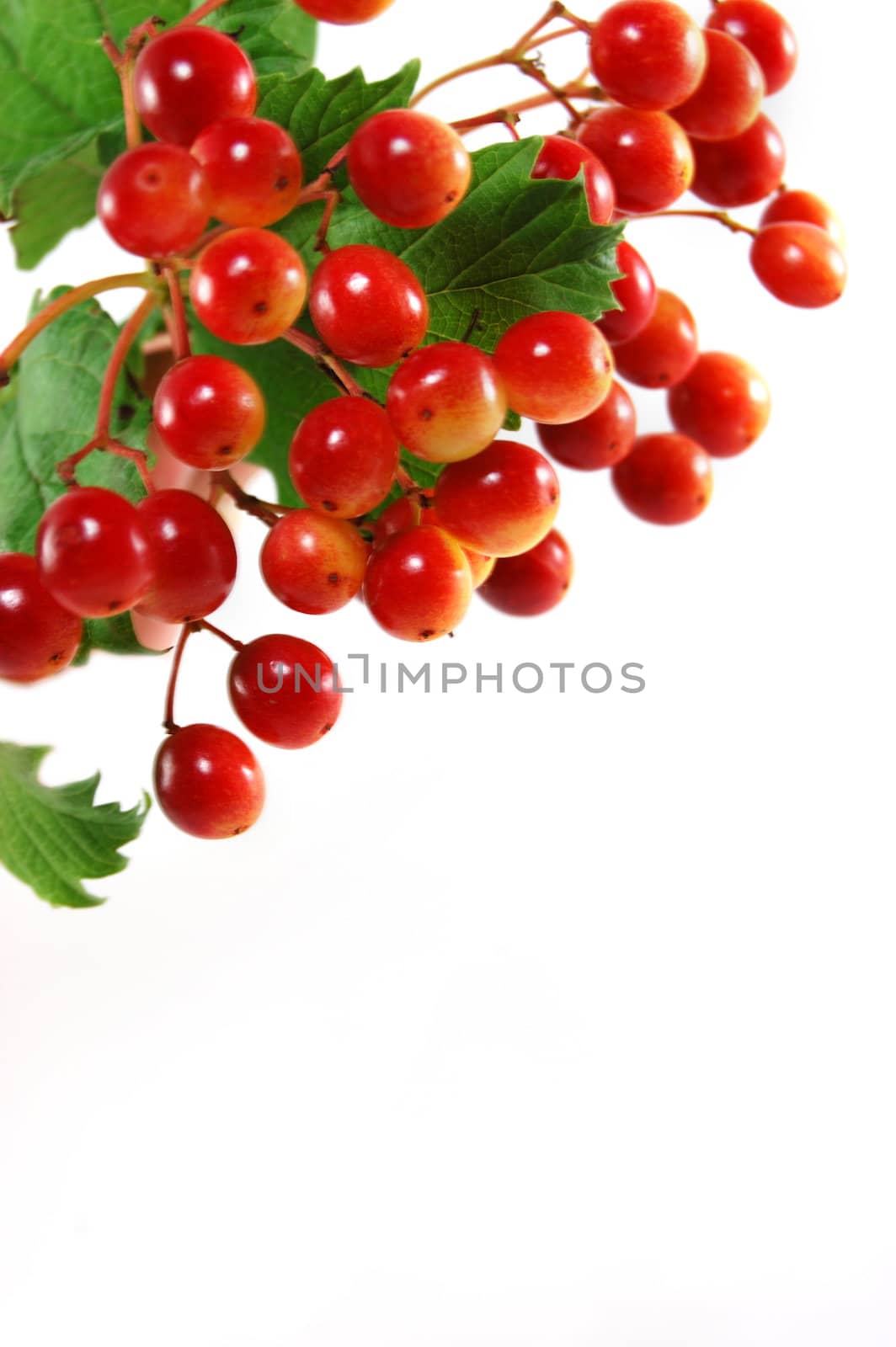 Red berries by Angel_a