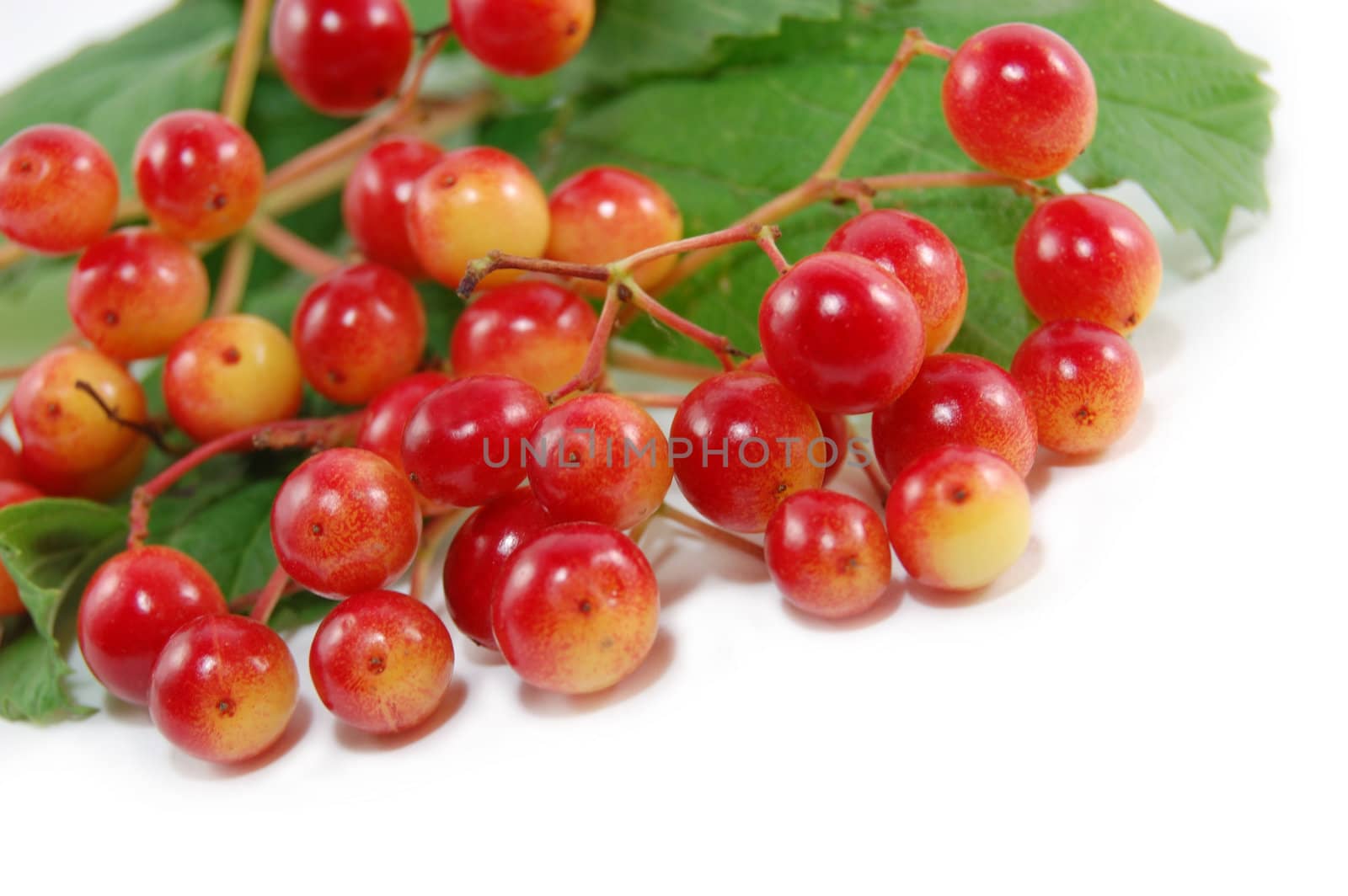 red wild berries isolated on white