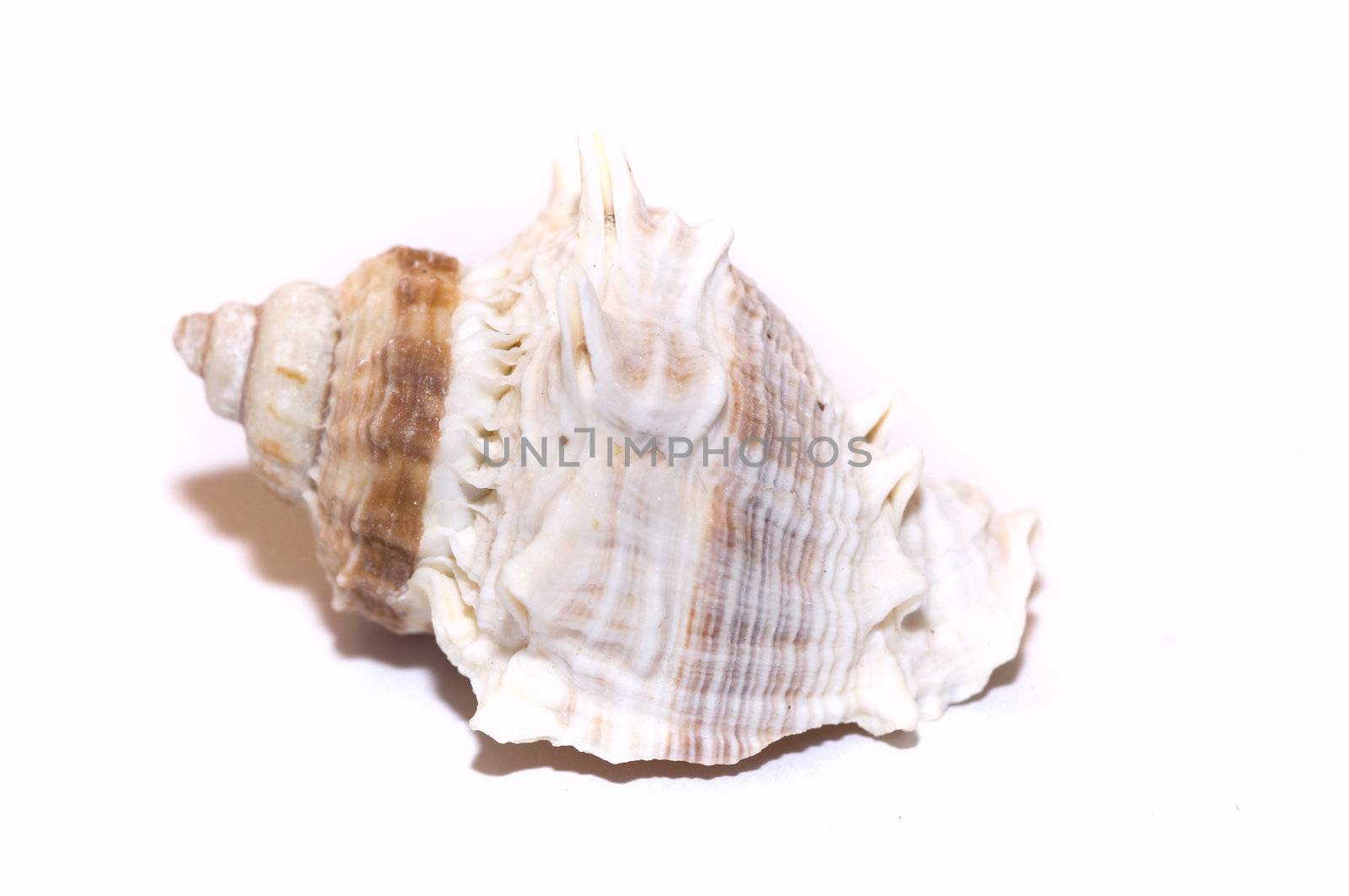 beautiful sea shell, isolated on white, copy space