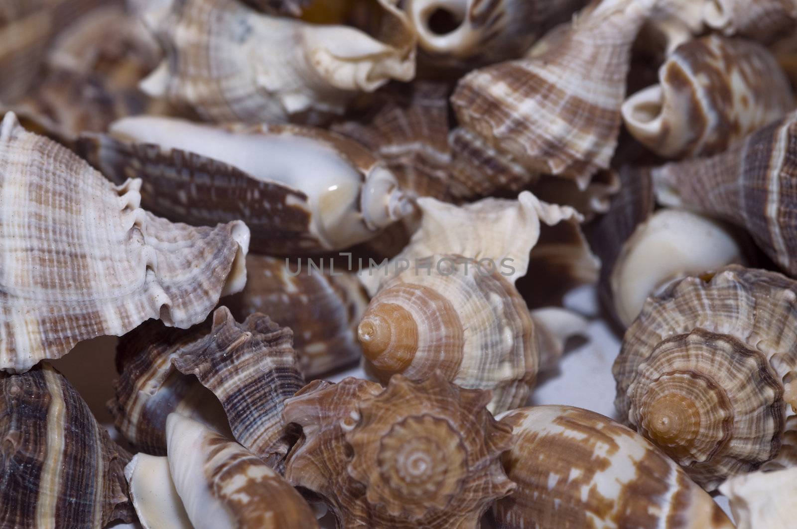 close-up various kinds of sea shells