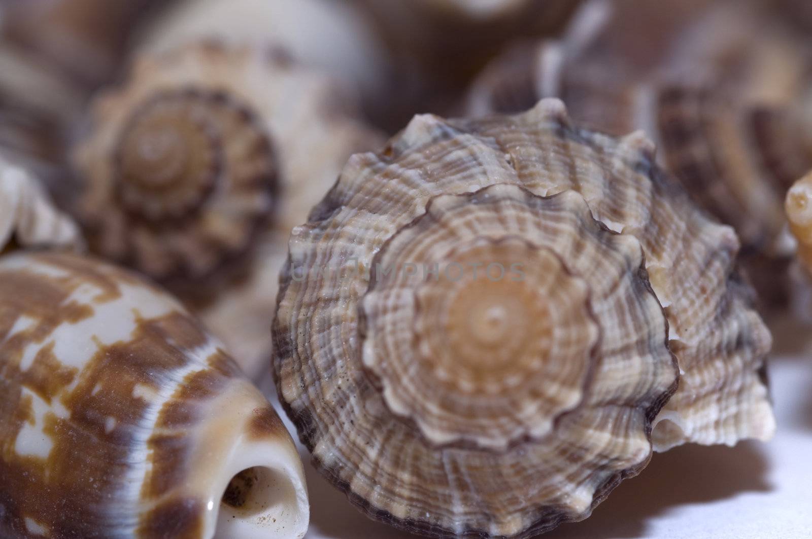 close-up various kinds of sea shells