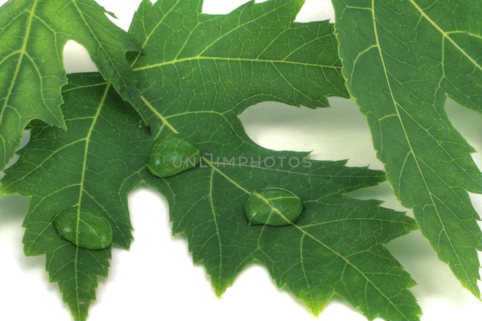 A leaf on a white background with water drops shot in HDR.