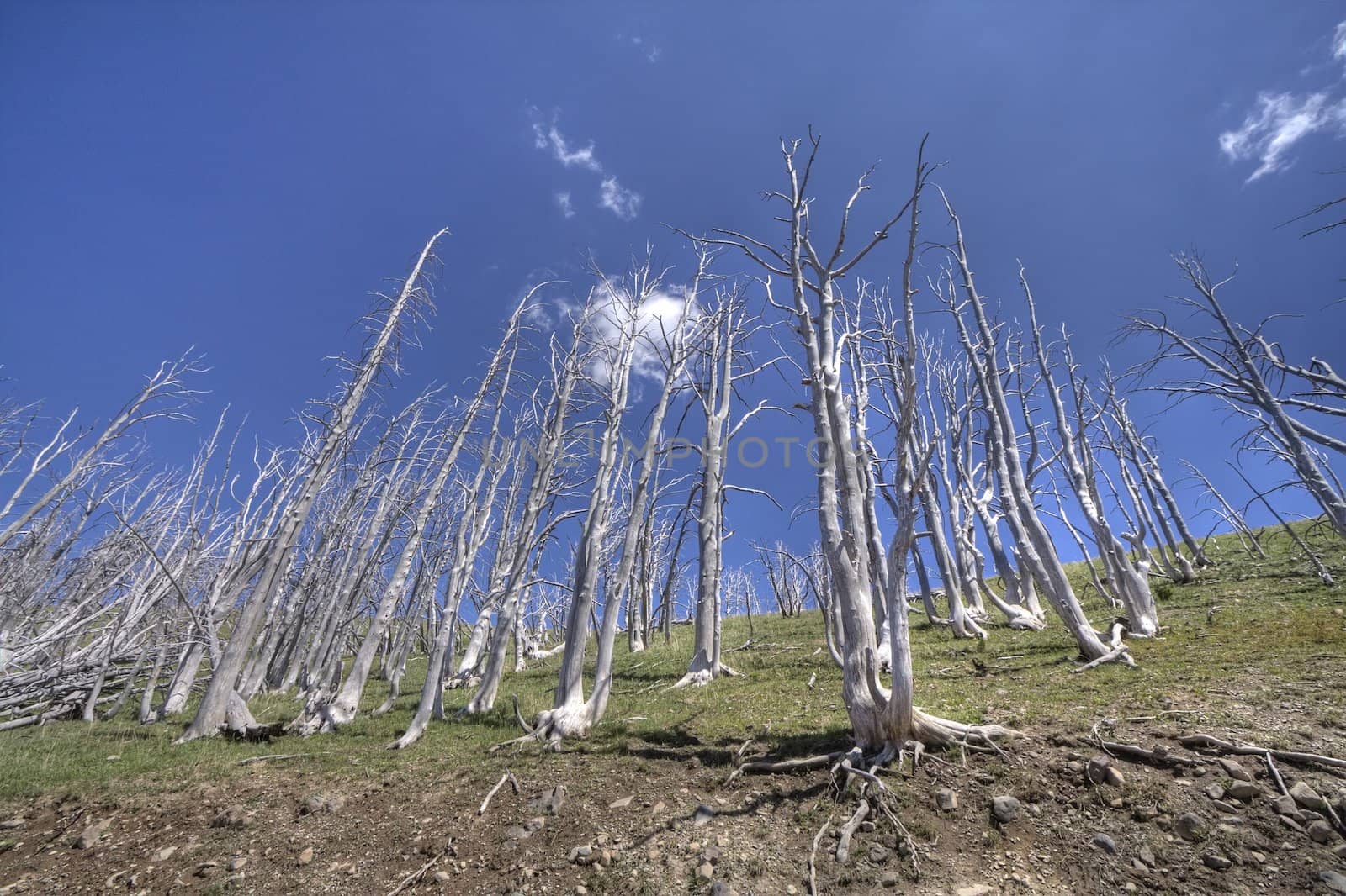 White trees of a dead forest stand against a blue sky.