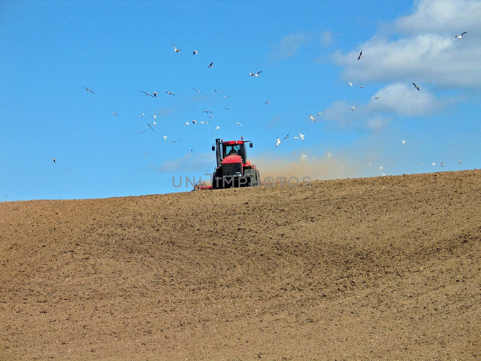 Big red tractor plowing a wheat field on a hill