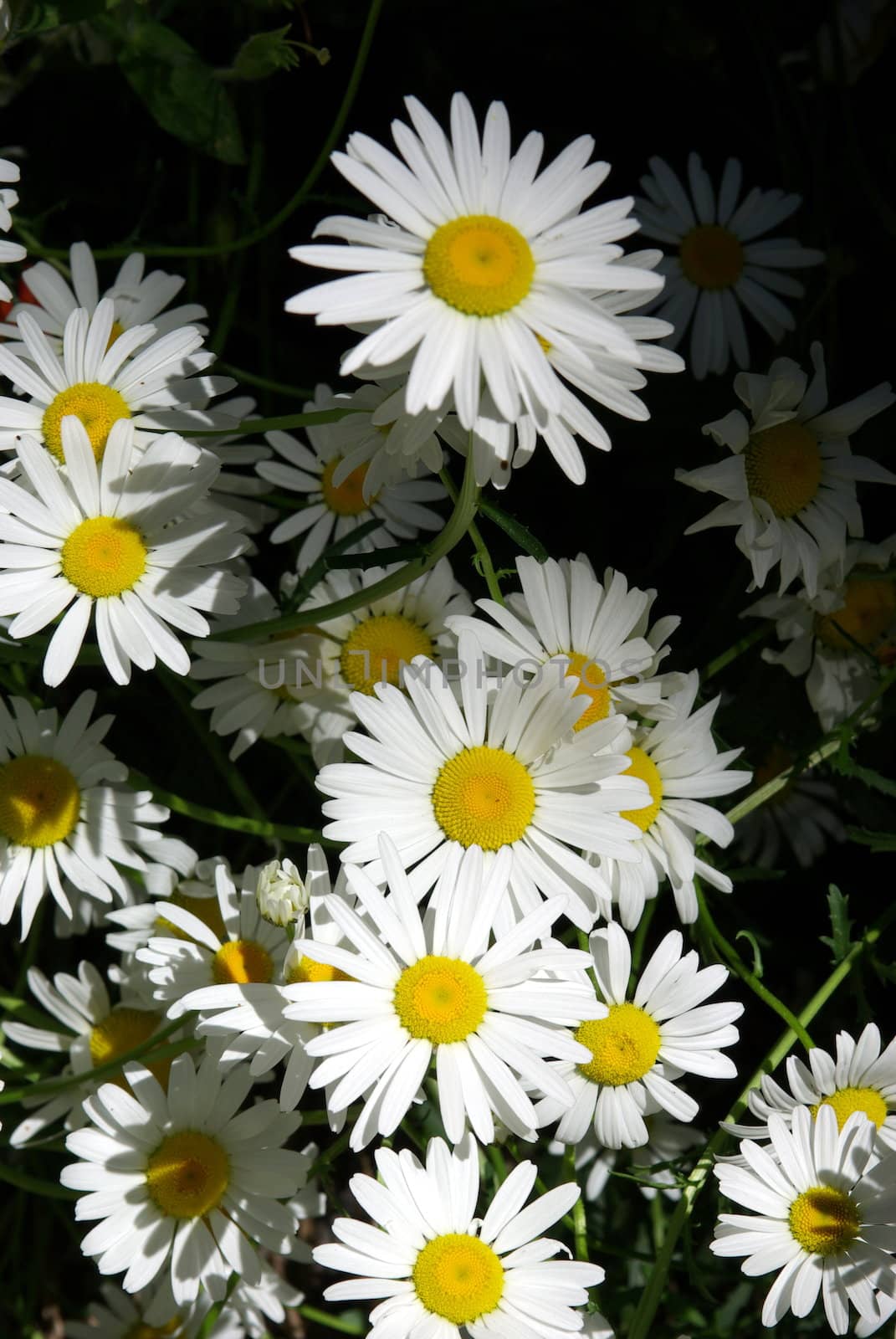 Wild mountain daisies growing in a sunny area in the forest.