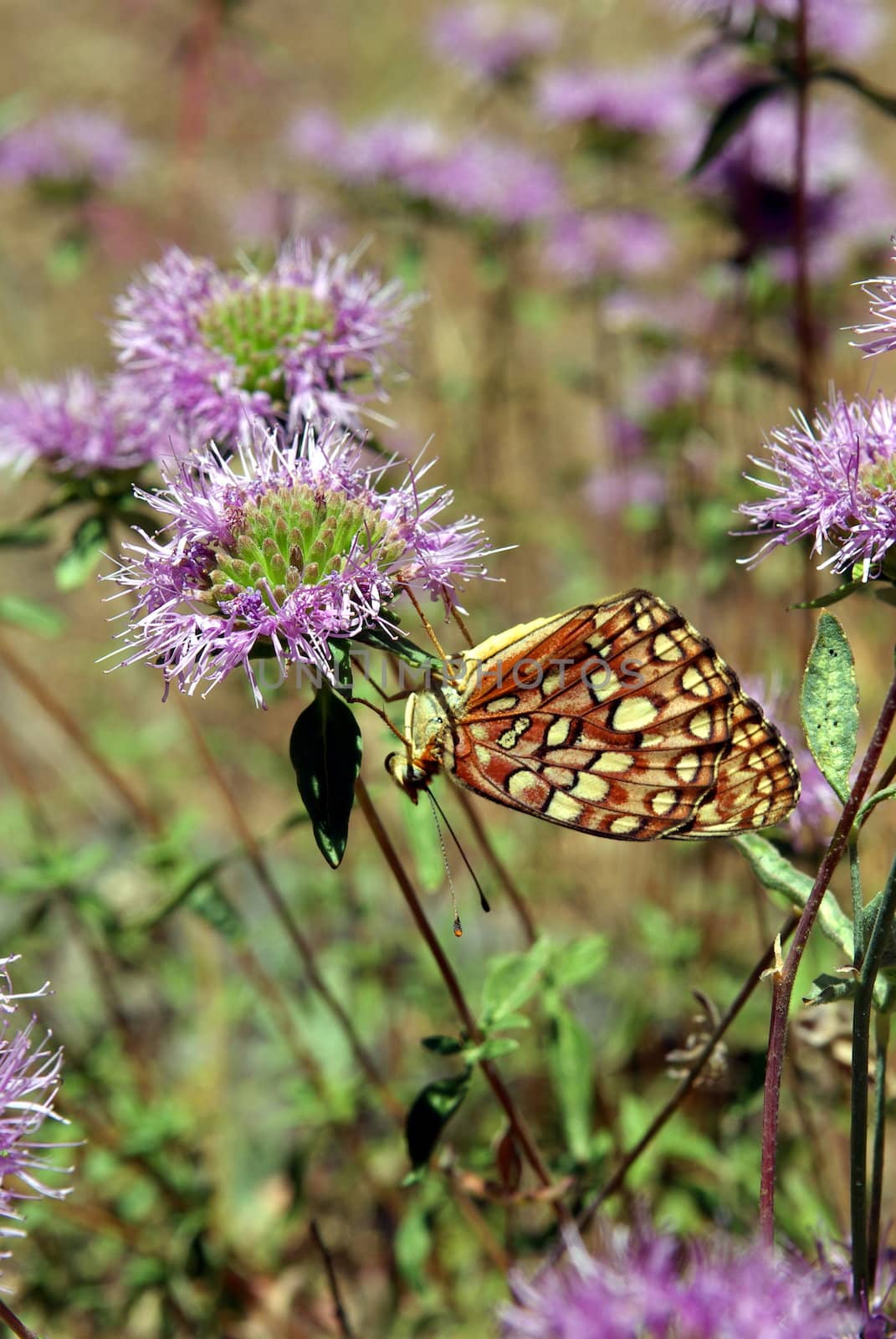 A lone butterfly perched upside down on a purple mountain wildflower.