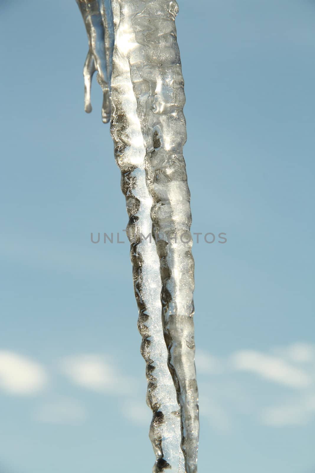 Icicles hanging with a blue ski in the background.