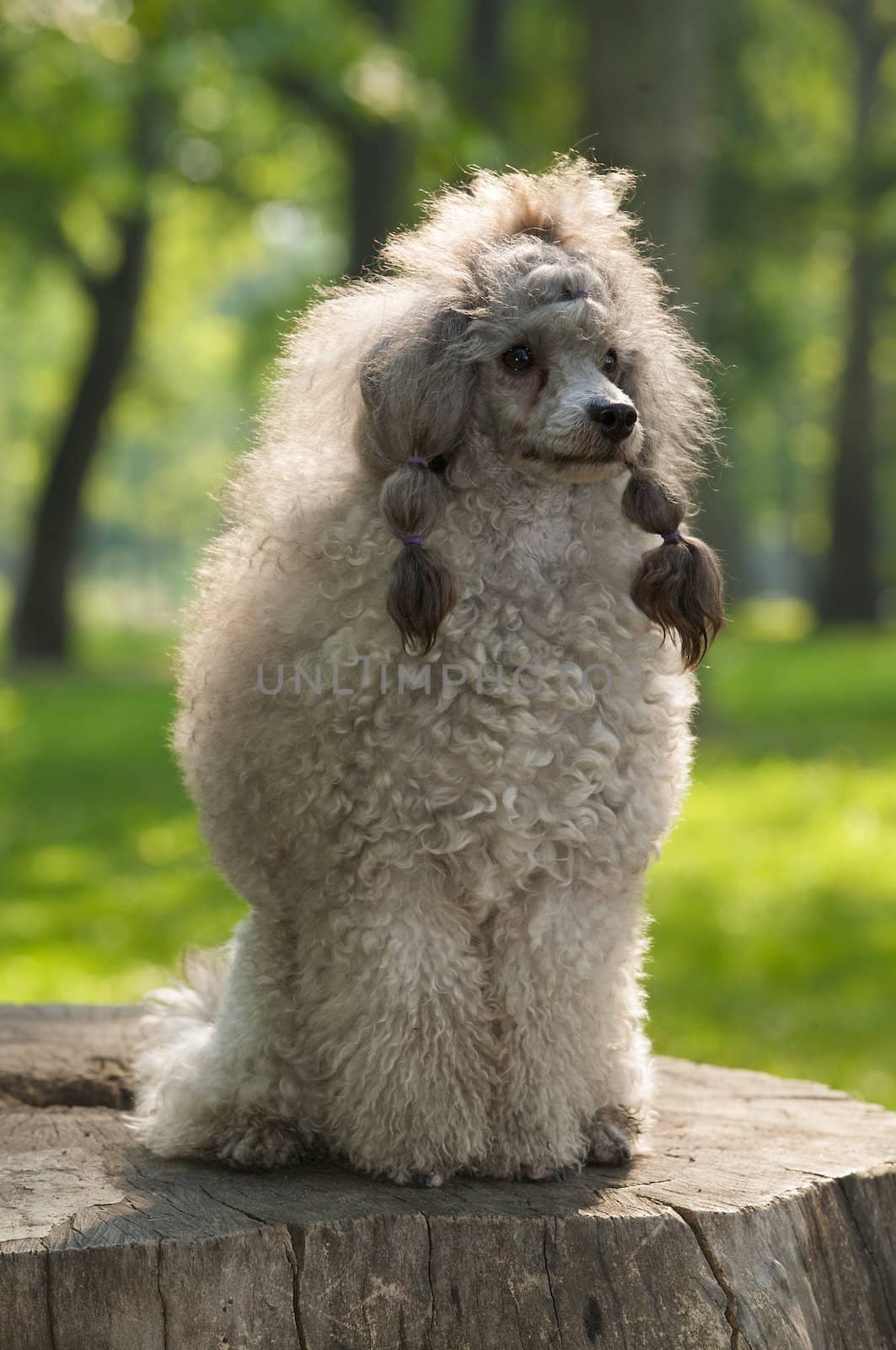 A poodle sitting on a billet.