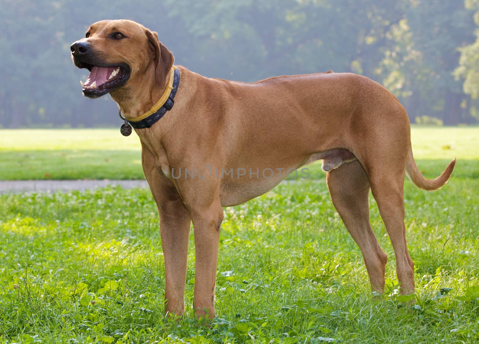 A standing dog in a park.