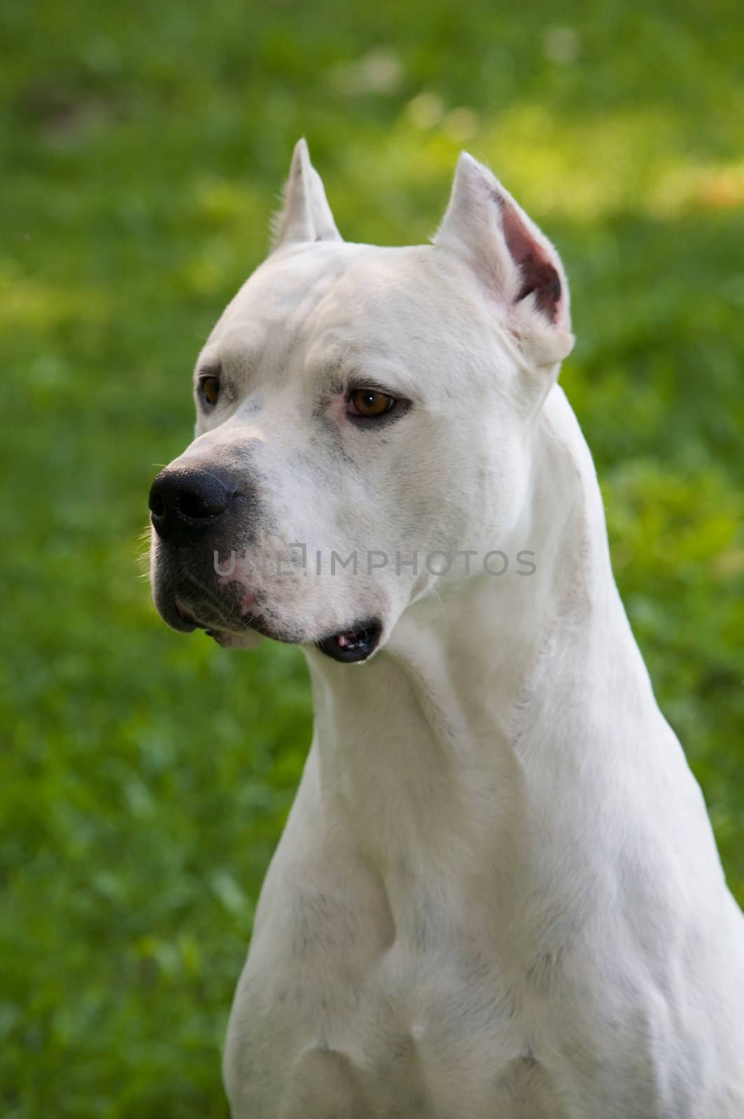 A beautiful argentin dog sitting in a park.