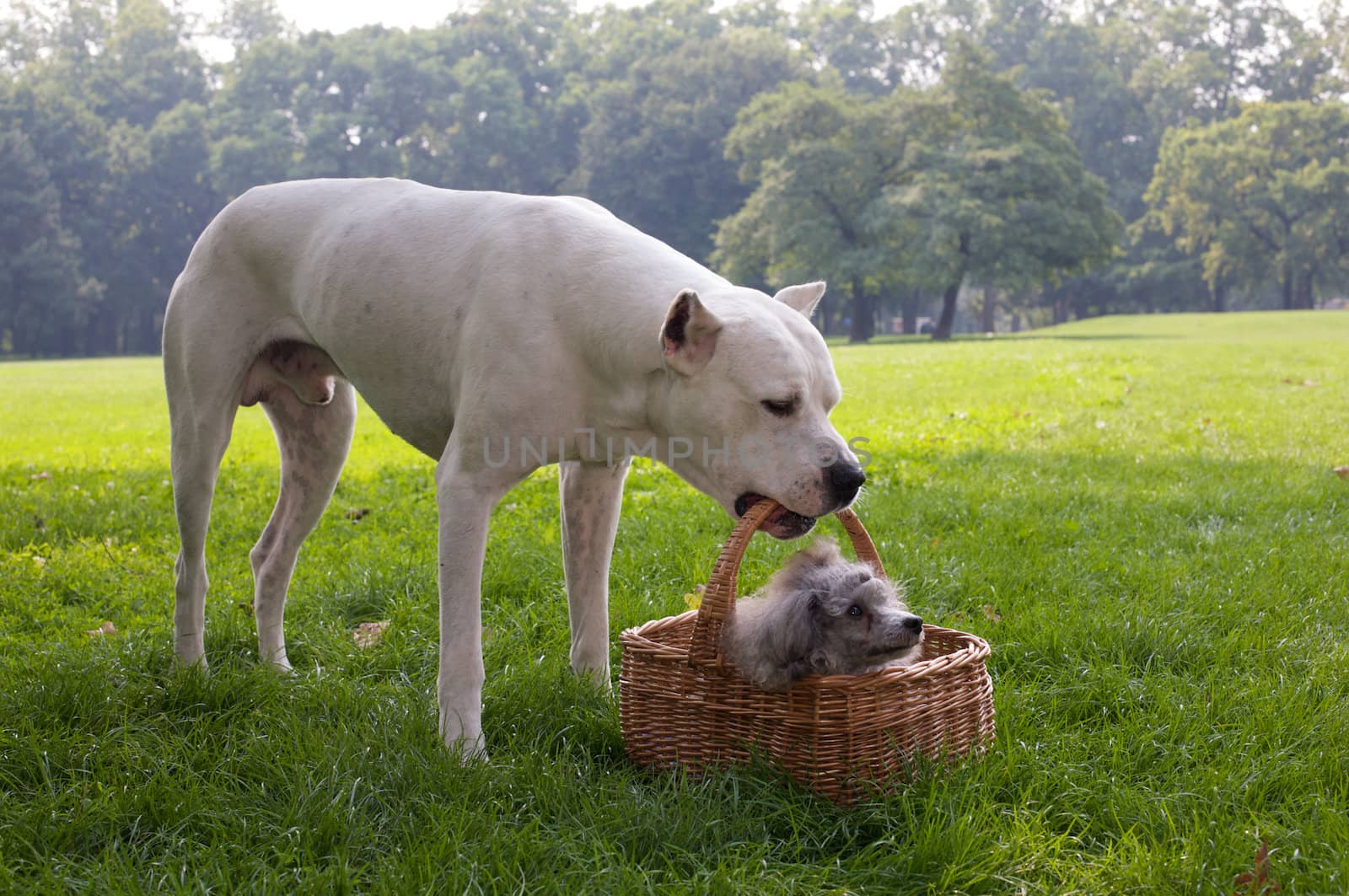 Two clever, smart dogs.