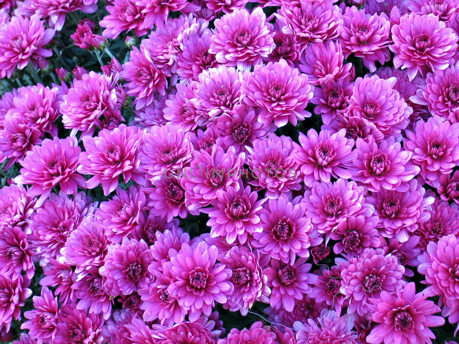 Bed of pink Dahlia flowers by Ronyzmbow