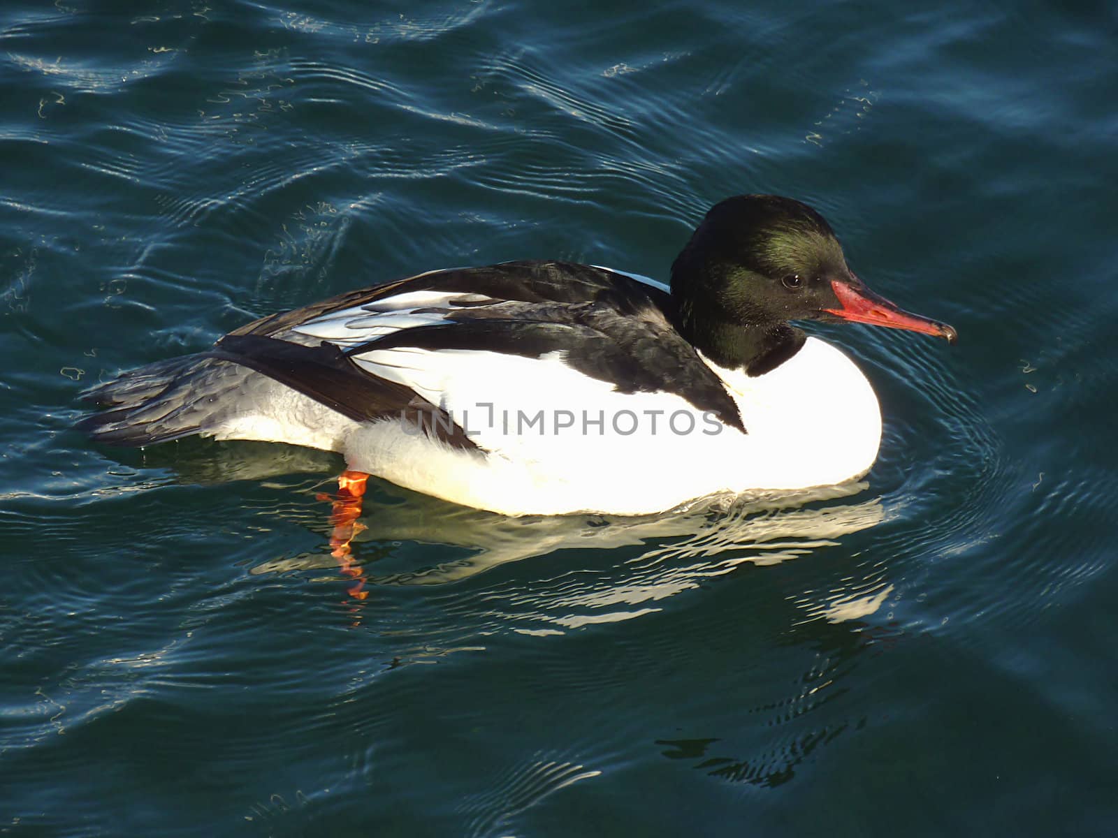 Black and white goosander male duck