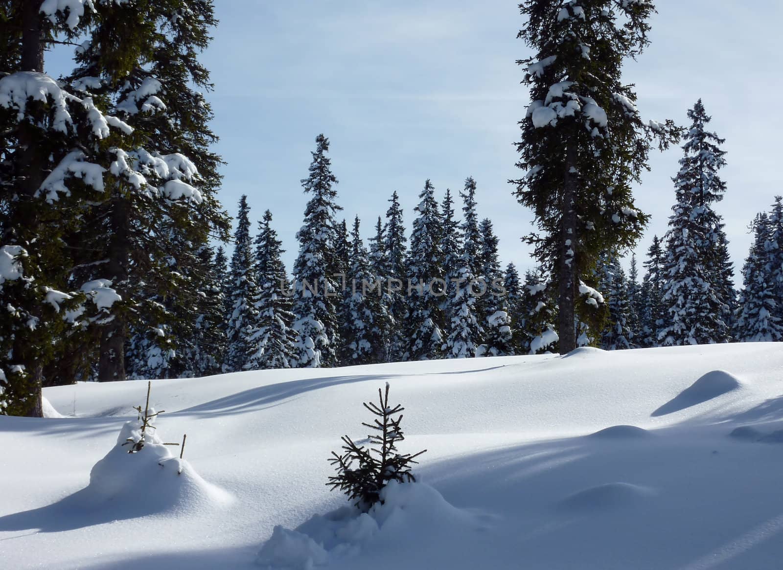 Forest of fir trees by winter by Elenaphotos21