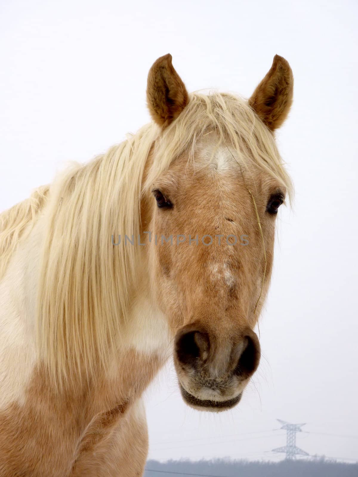 Clear brown horse face looking at you