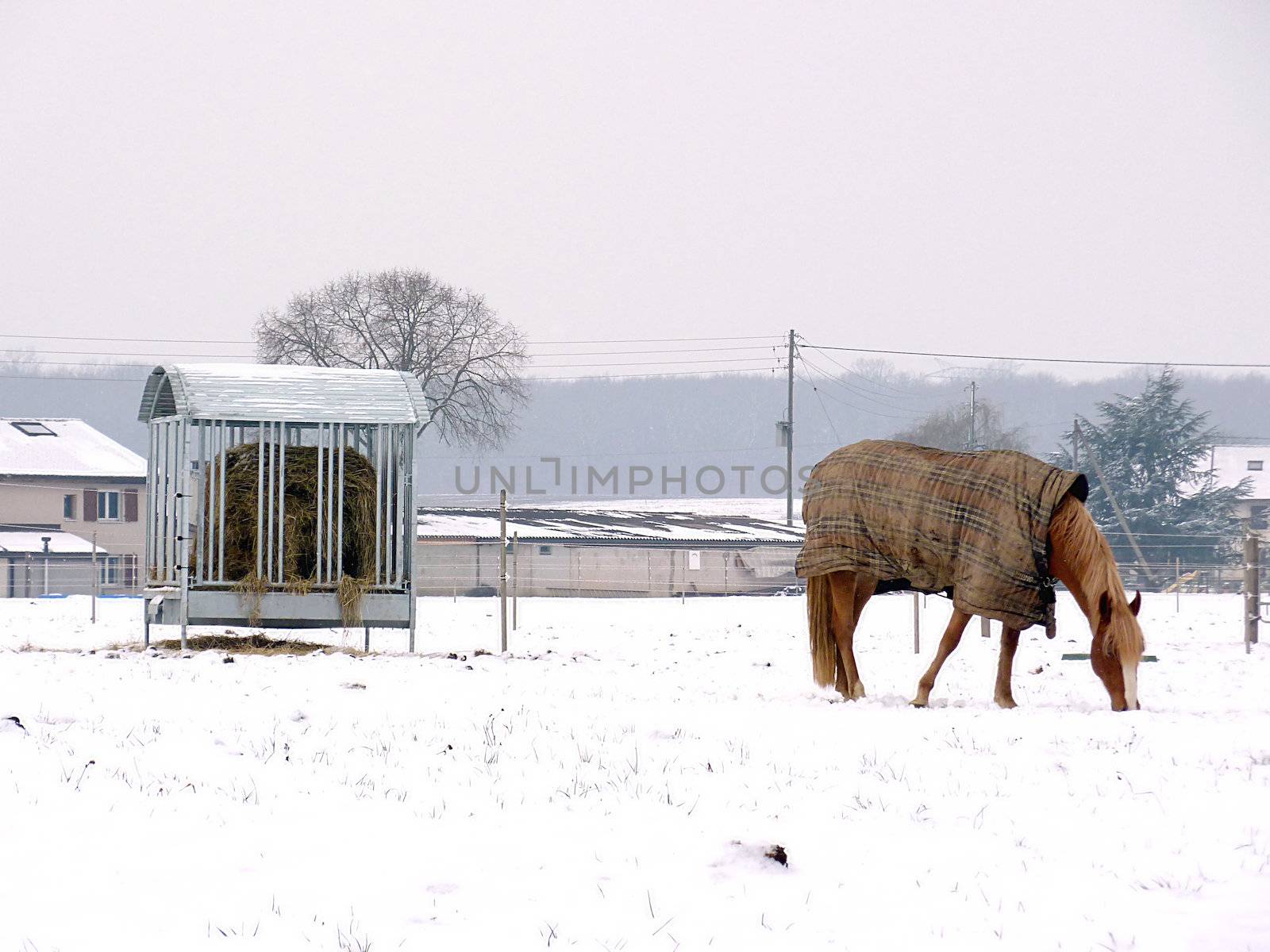 Horse wearing a winter coat and eating grass covered by snow