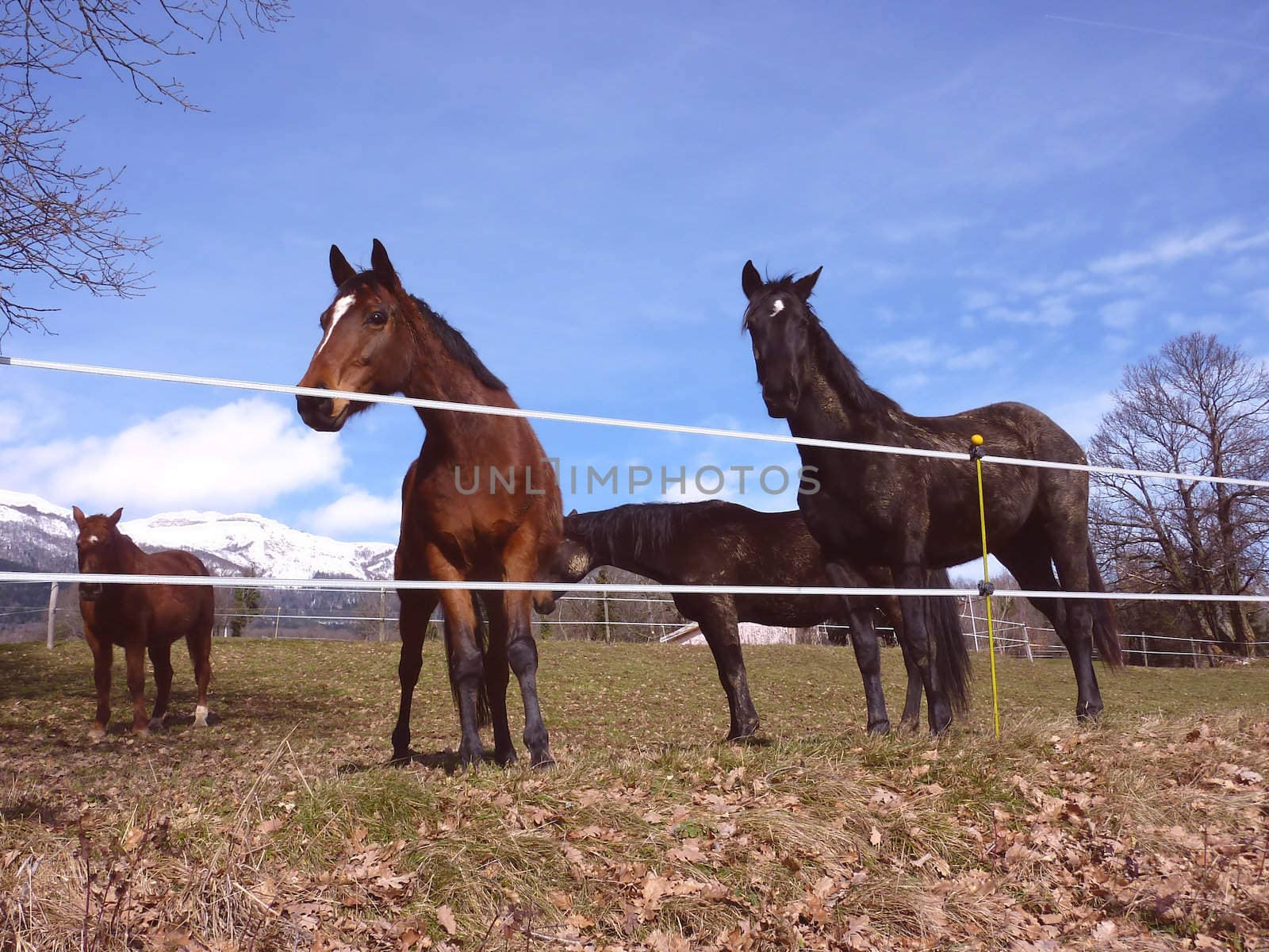 Four brown and black horses in a meadow in behind a fence and in front of a snowy mountain